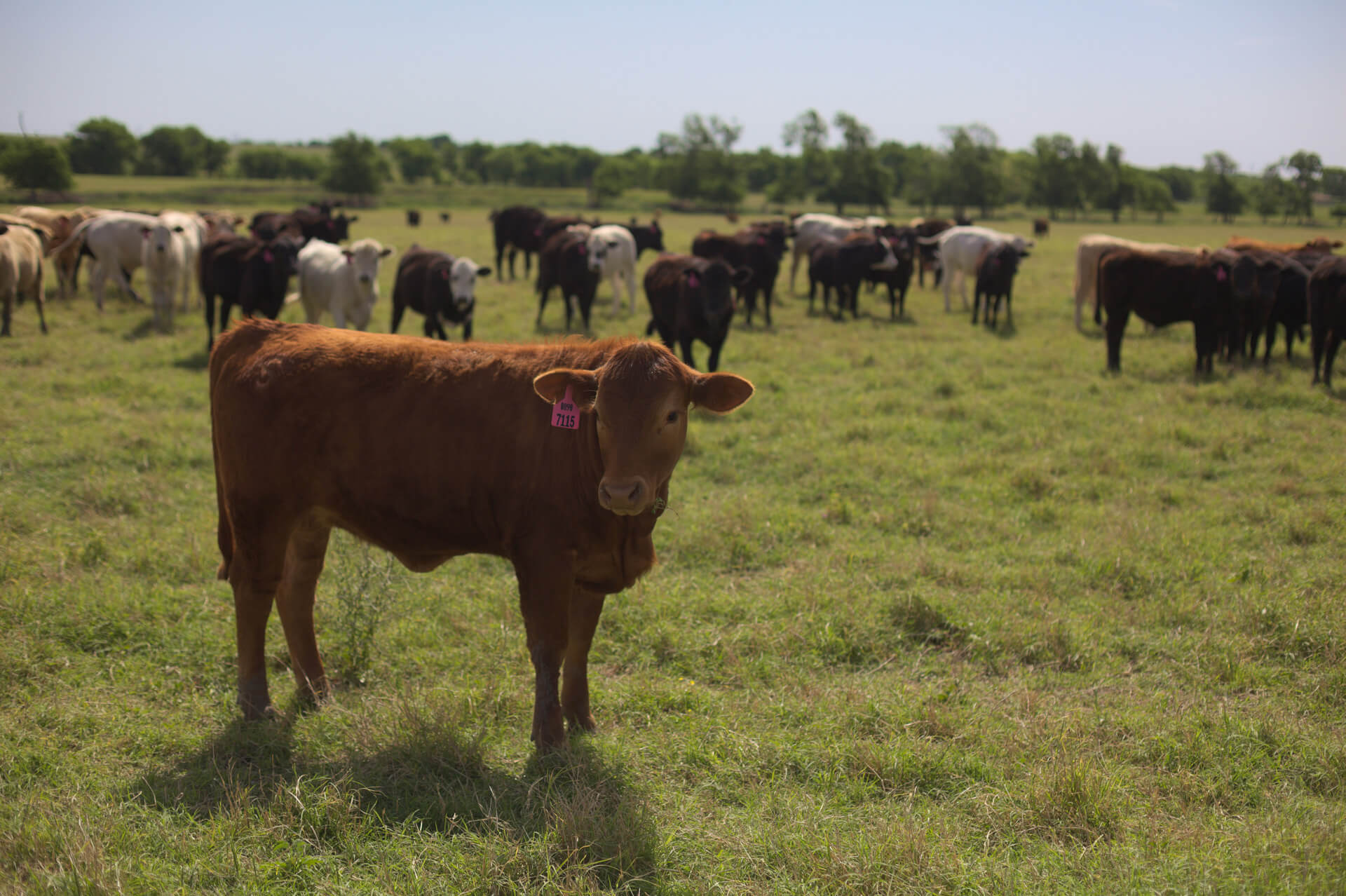 Cattle Hauling: Safety Standards & Best Practices