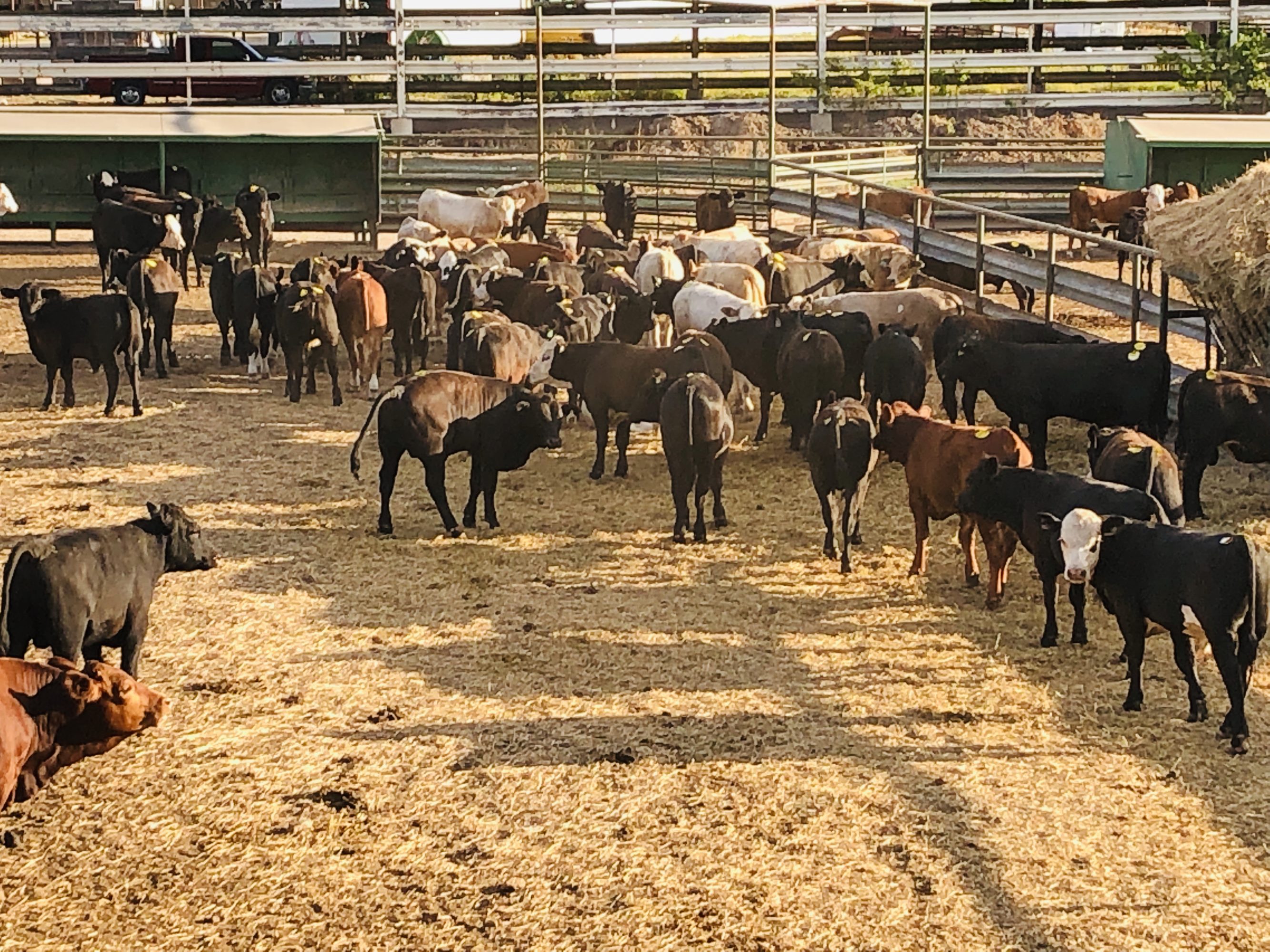 1 load #1 Steers/Bulls
