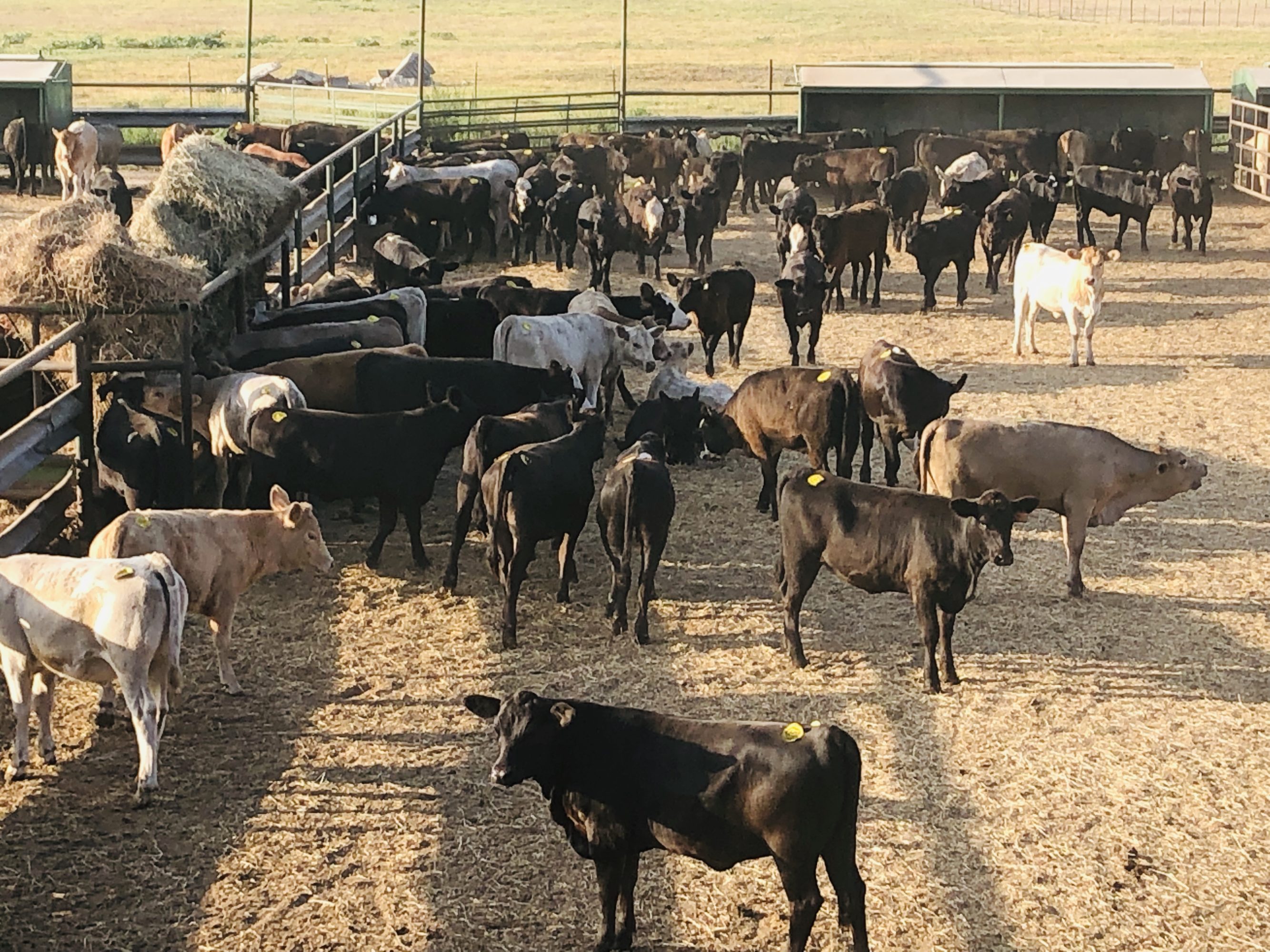 1 load #1 Black/CharX Heifers