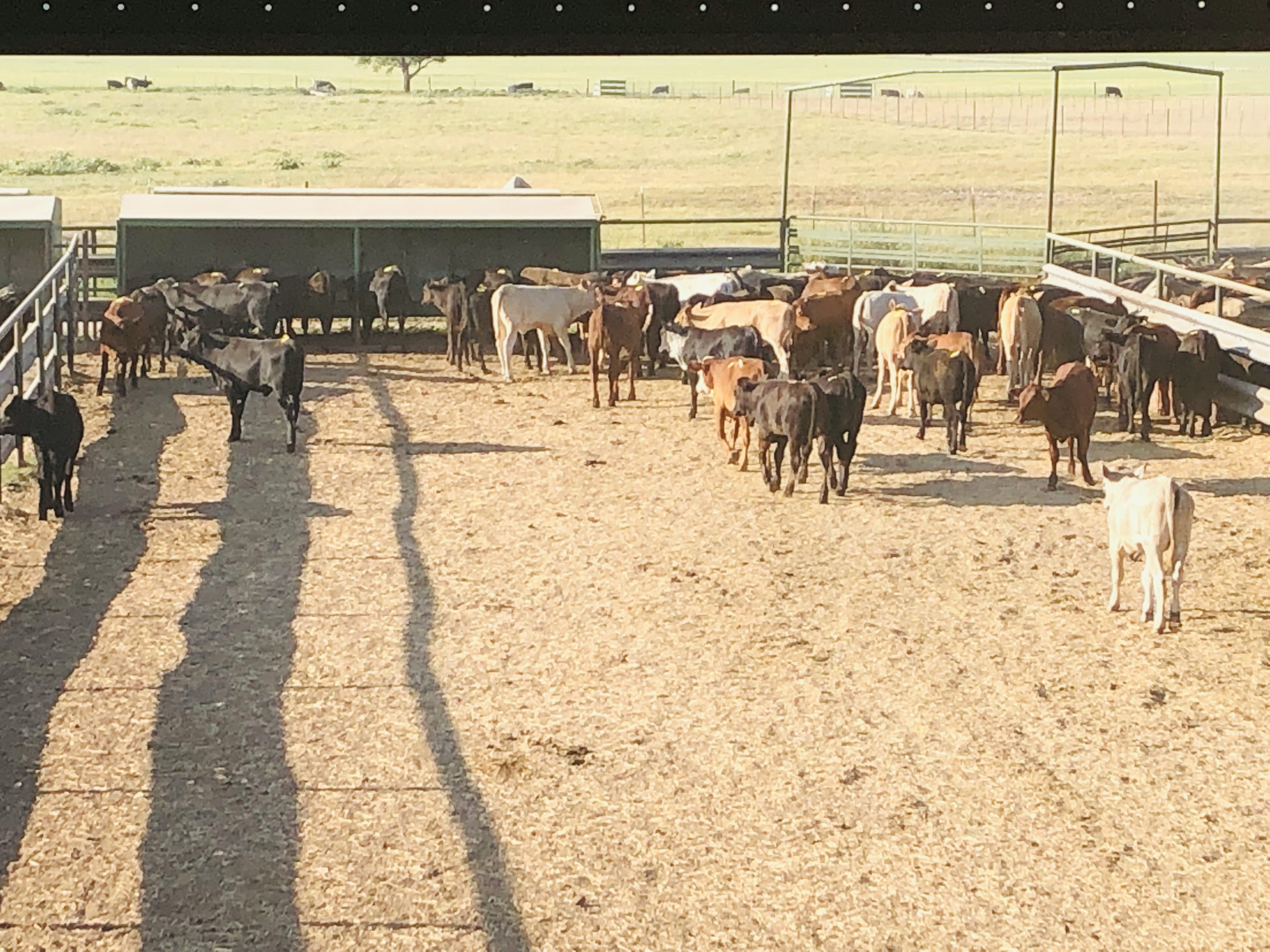 1 load #1 1/2 Heifers
