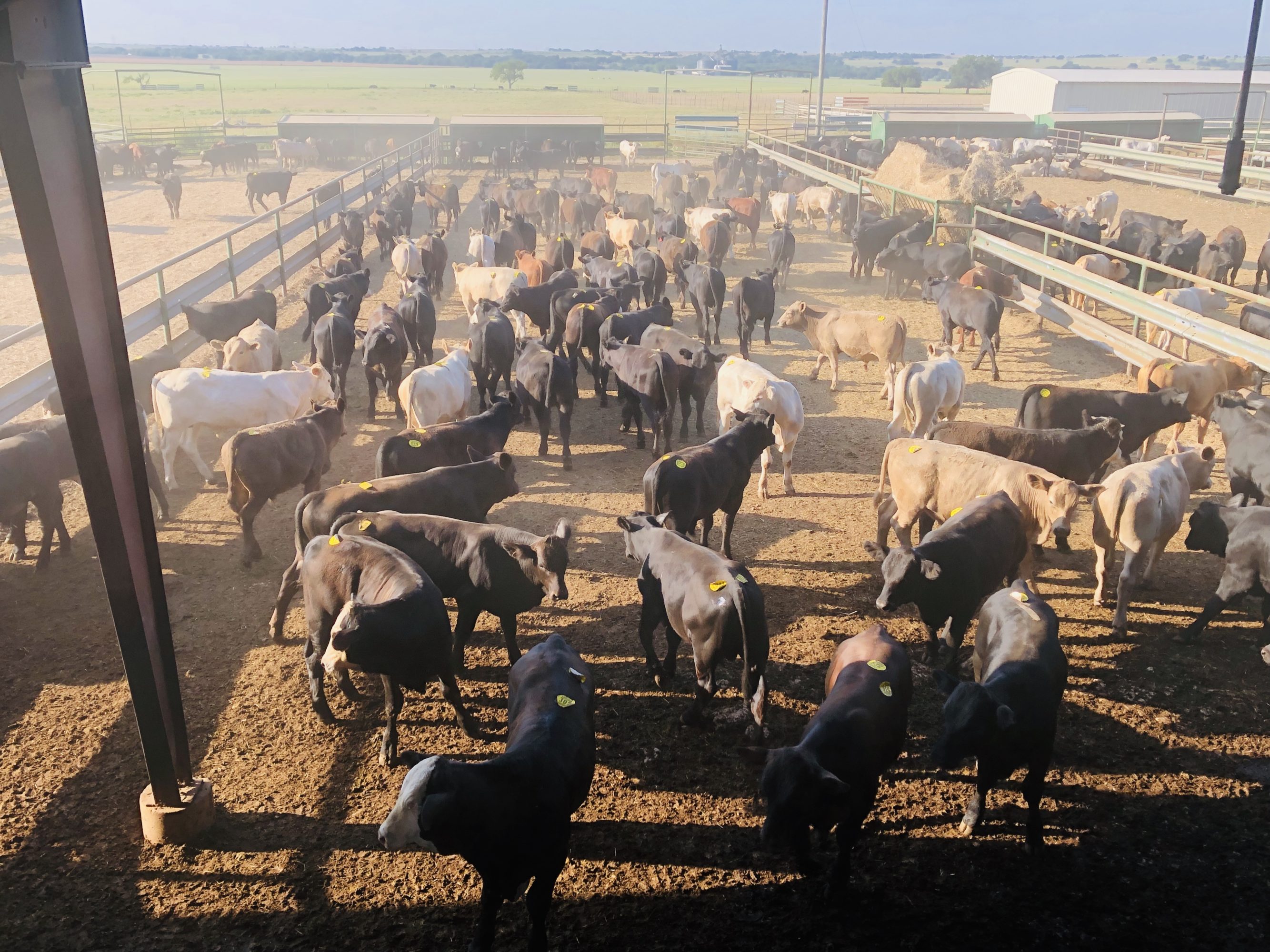 1 load #1 Steers/Bulls