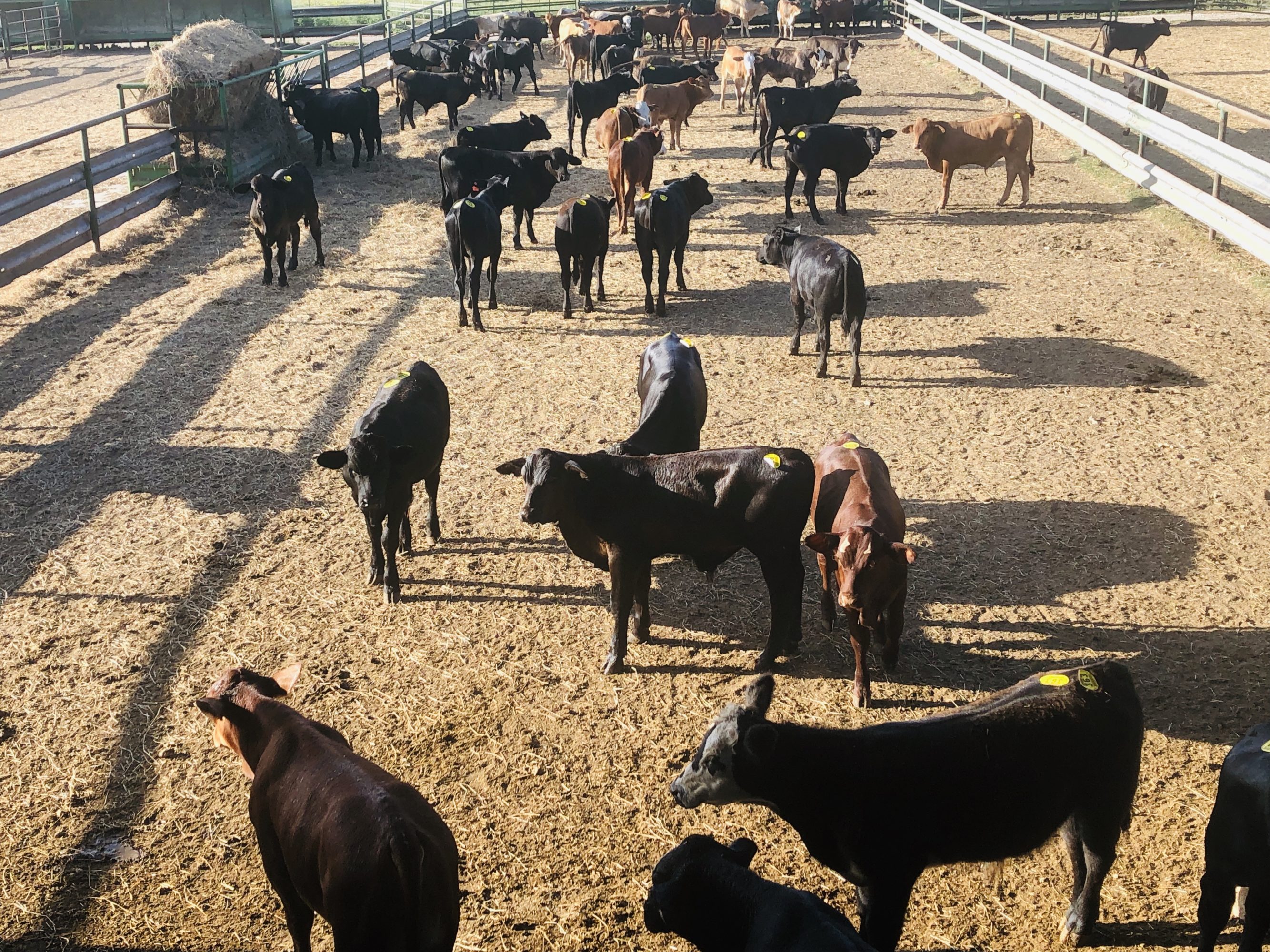 1 load #1 1/2 Steers/Bulls