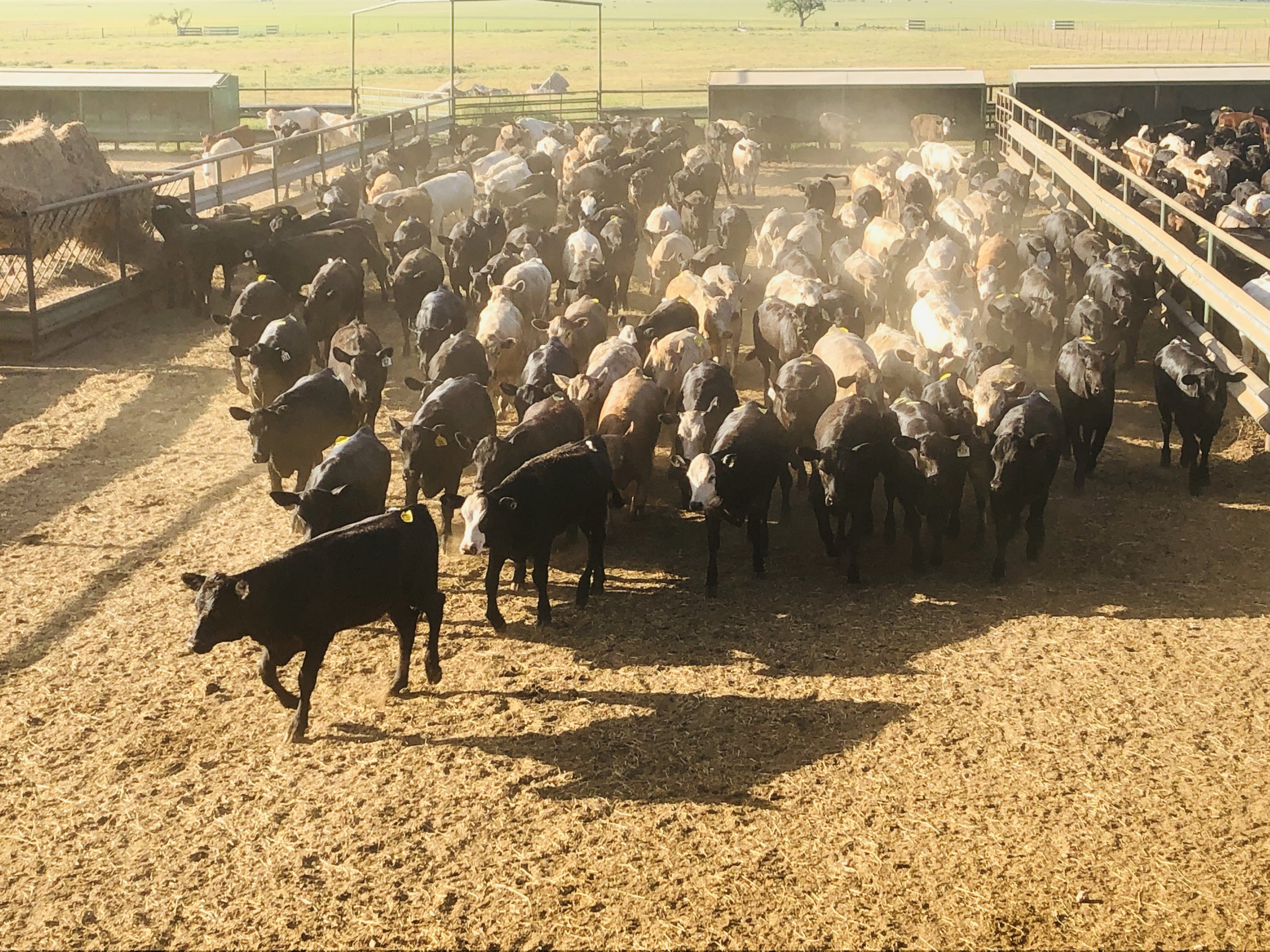 1 load #1 Black/CharX Heifers
