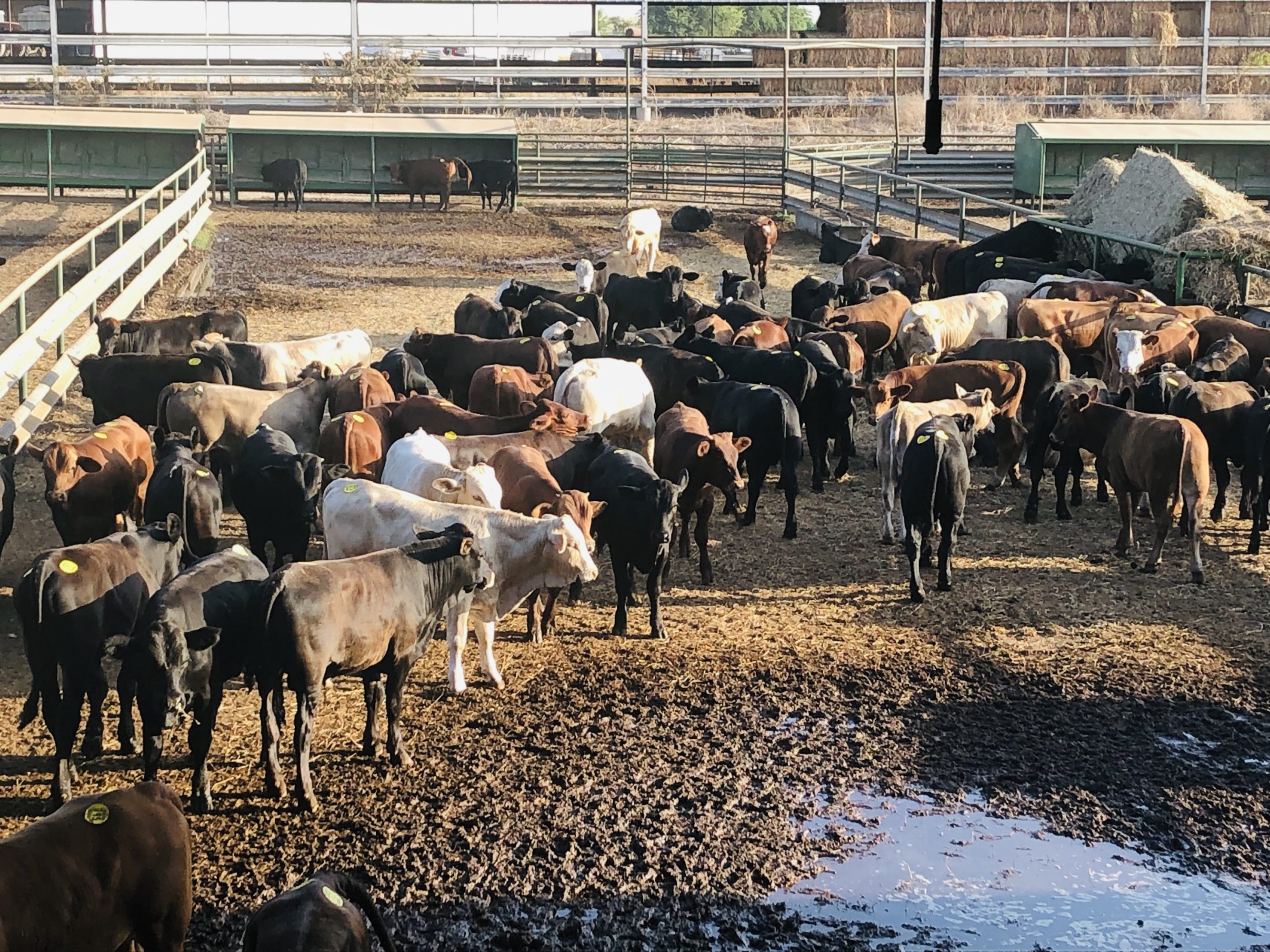 1 load #1 1/2 Steers/Bulls