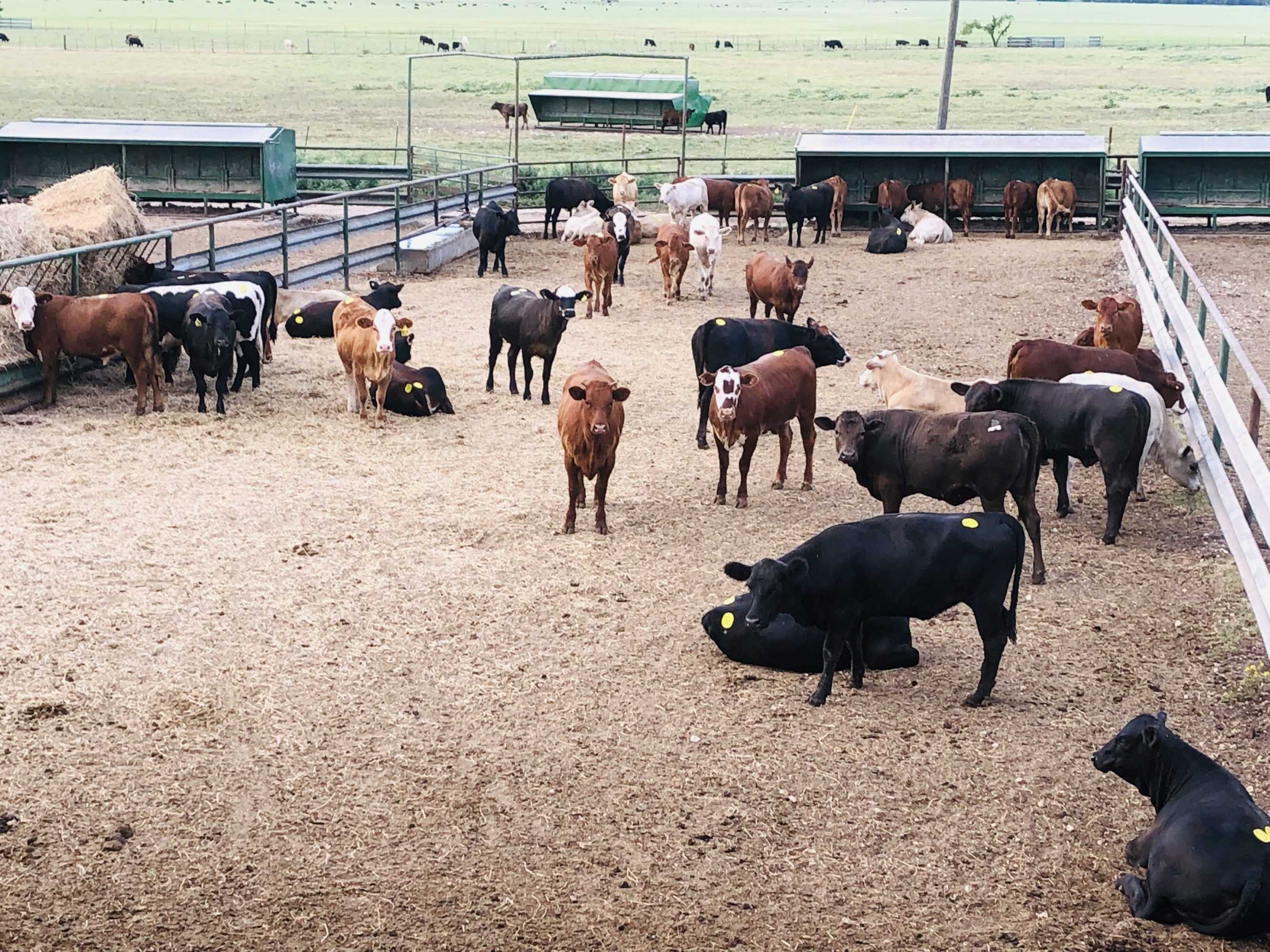 1 load #1 Xbred & #1 1/2 Heifers