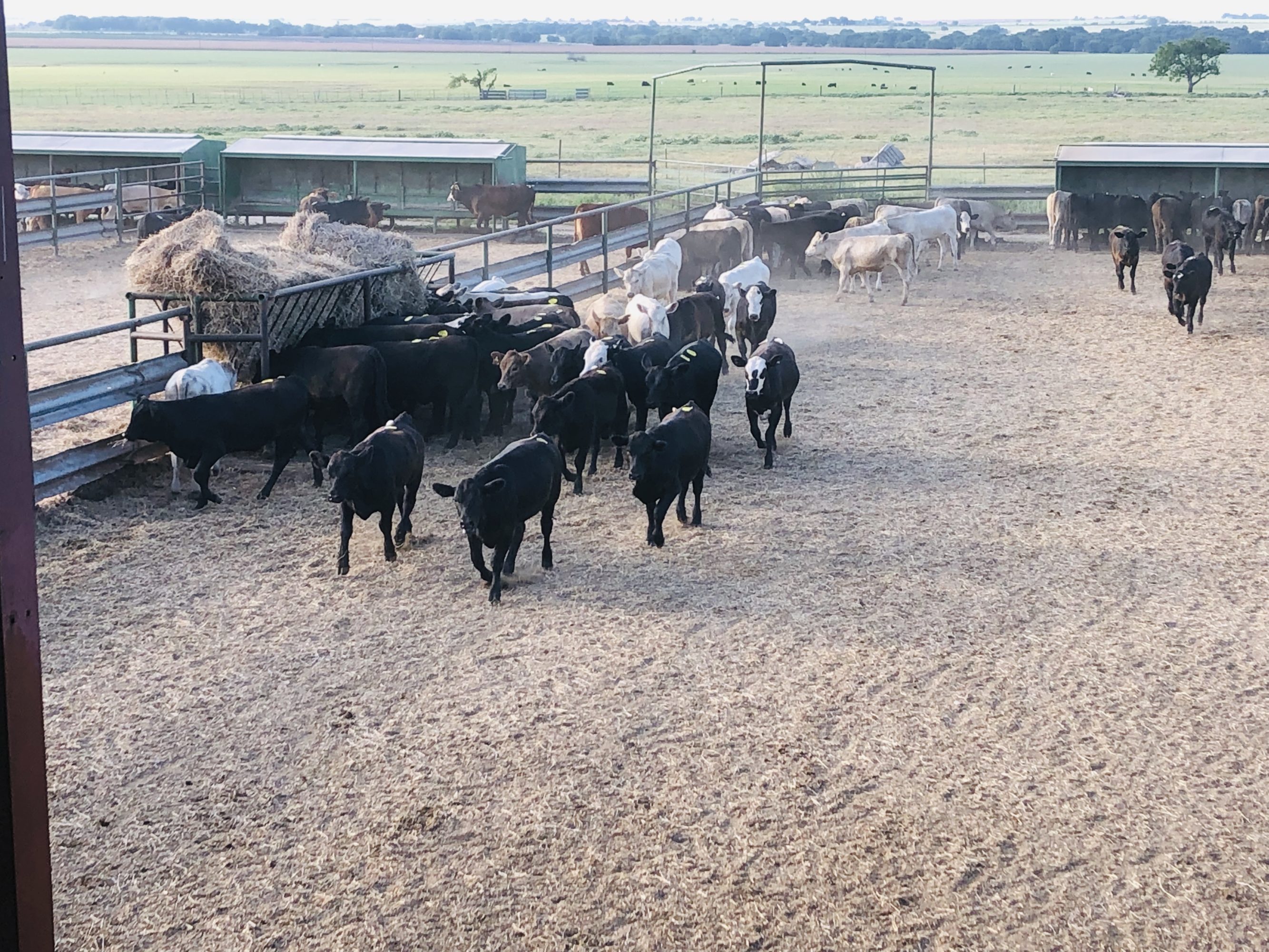 1 load #1 Heifers