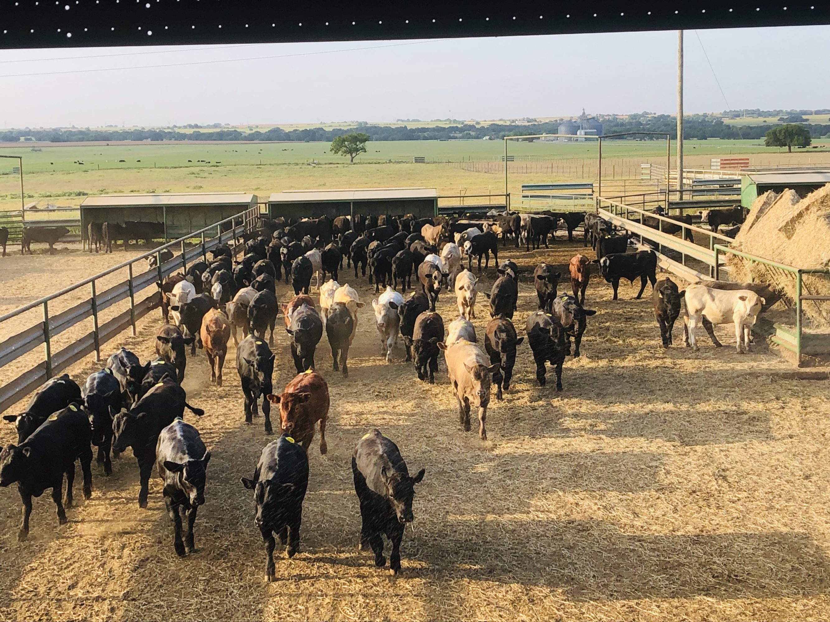 2 loads #1 Steers/Bulls