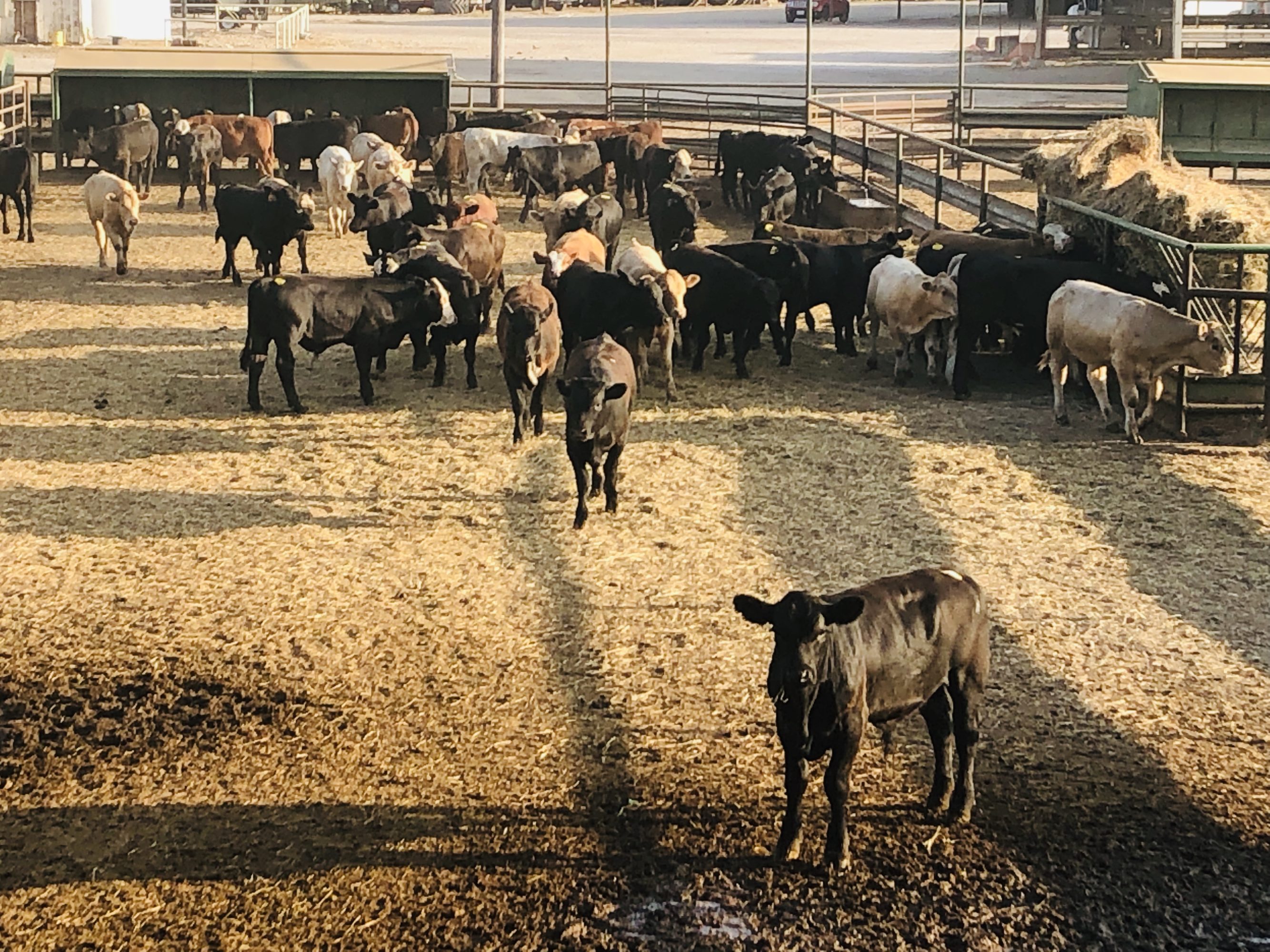 1 load #1 Steers/Bulls