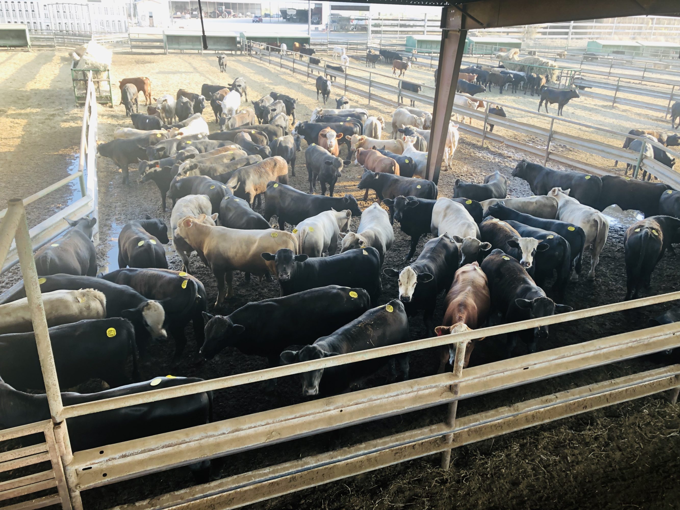 1 load #1 Steers/Bulls