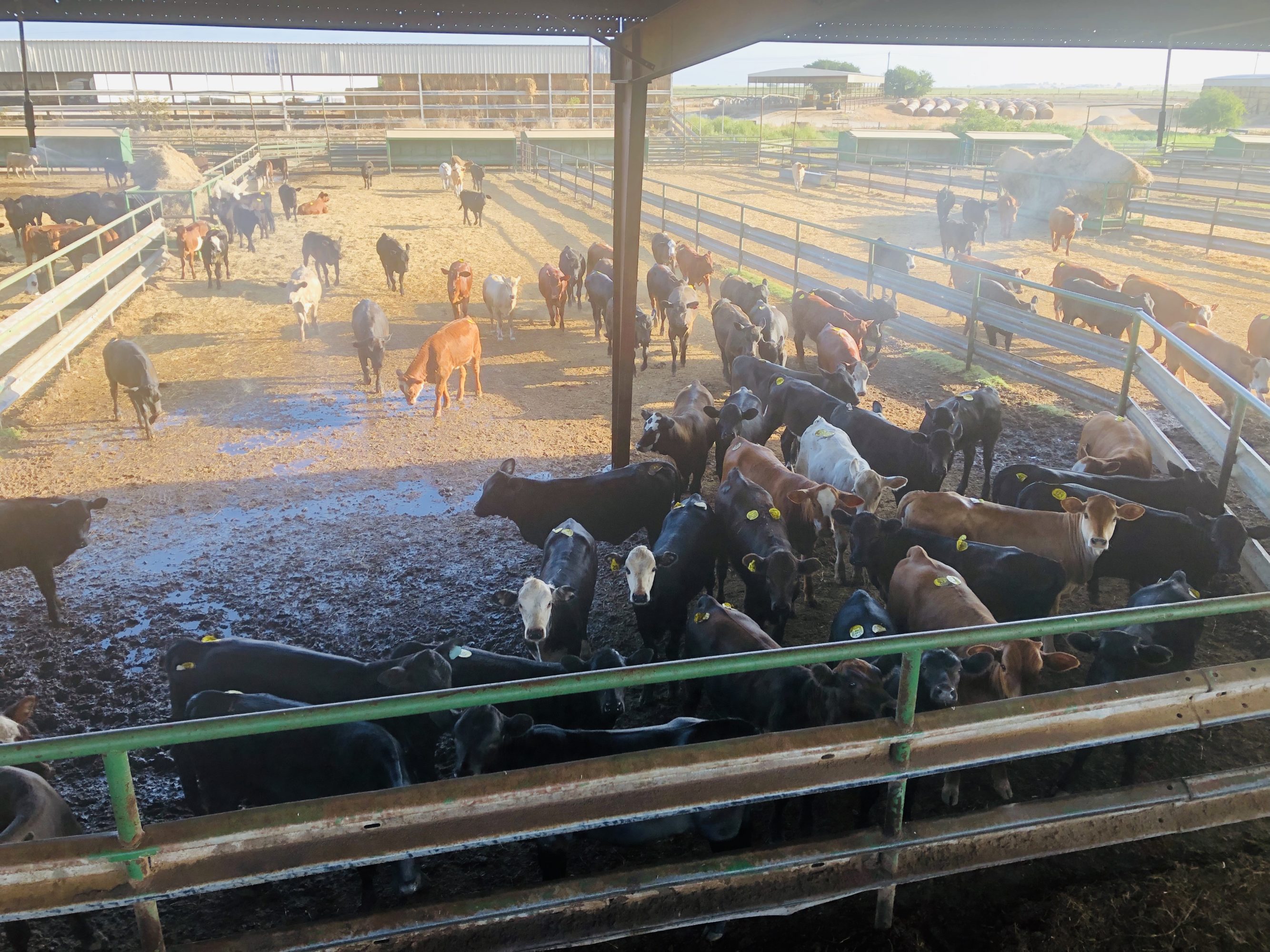 1 load #1 1/2 Heifers