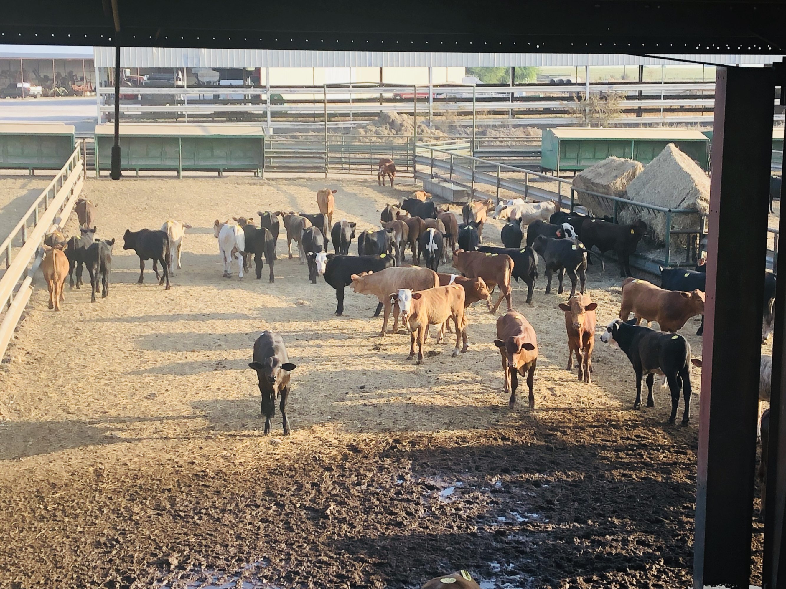 1 load #1 1/2 Steers/Bulls