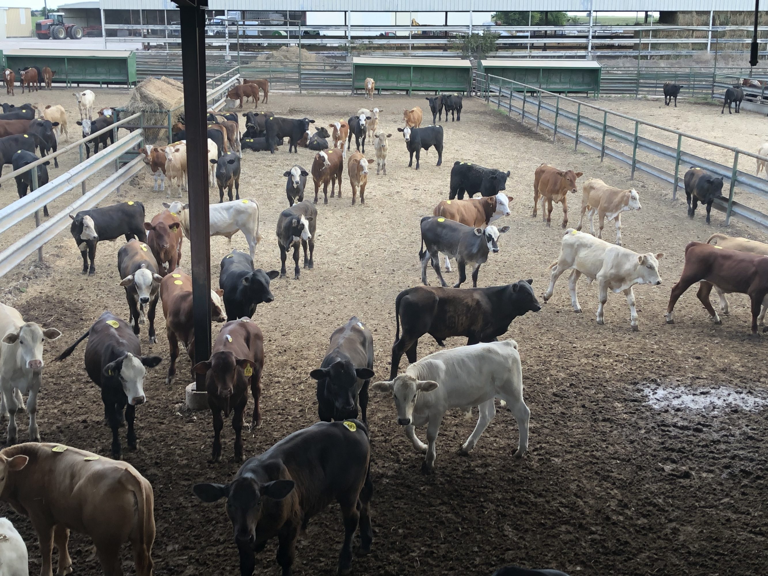 1 load #1 1/2 Steers/Bulls