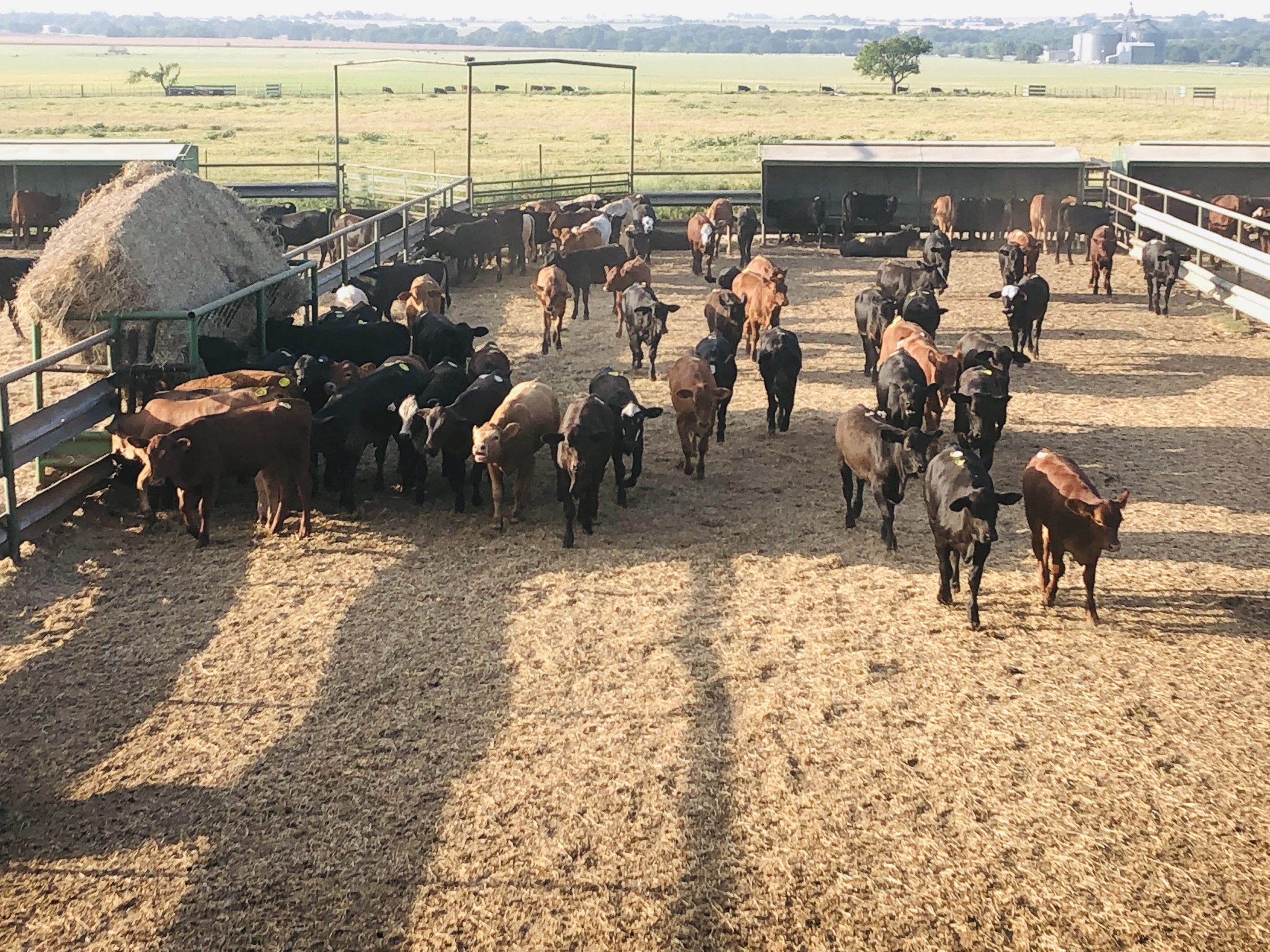 1 load #1 1/2 Heifers