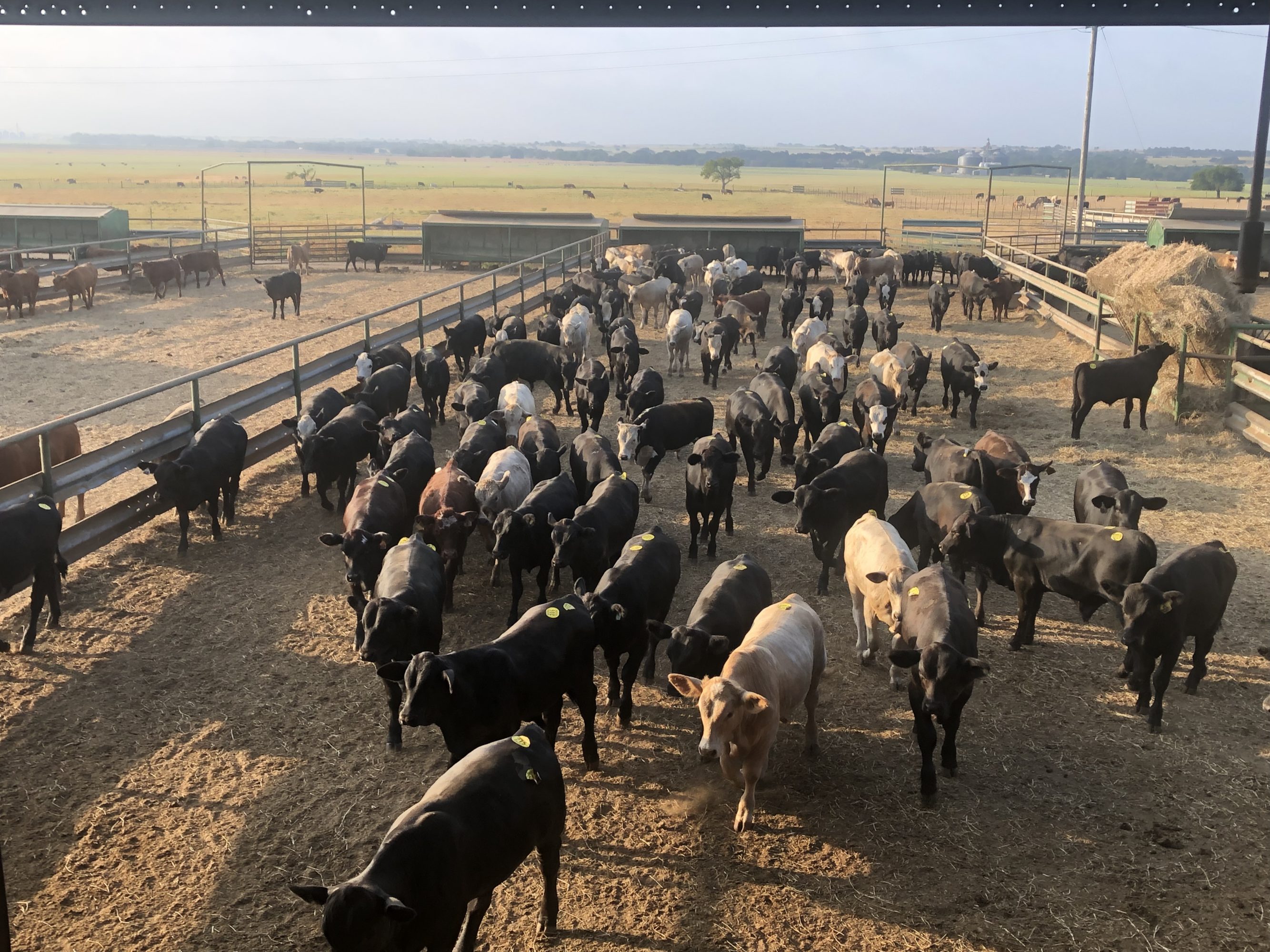 1 load #1 Steers/Bulls