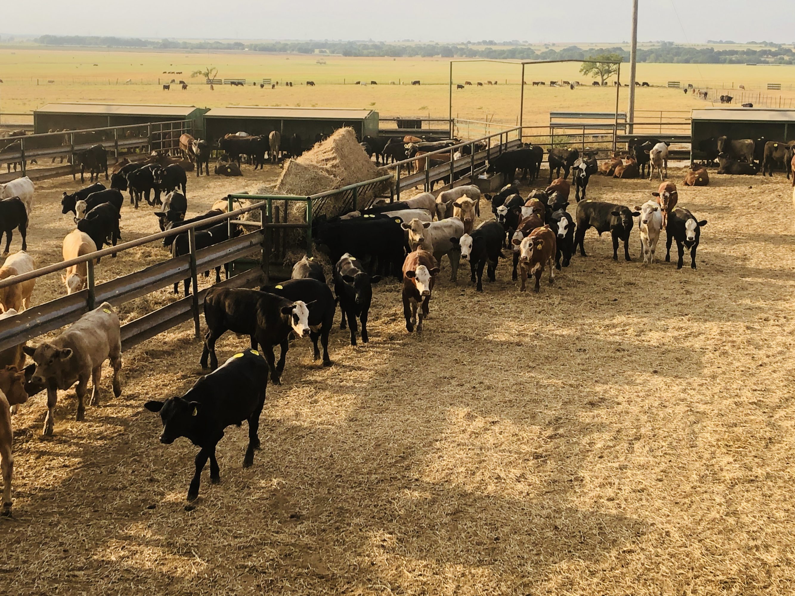 1 load #1 Steers/Bulls