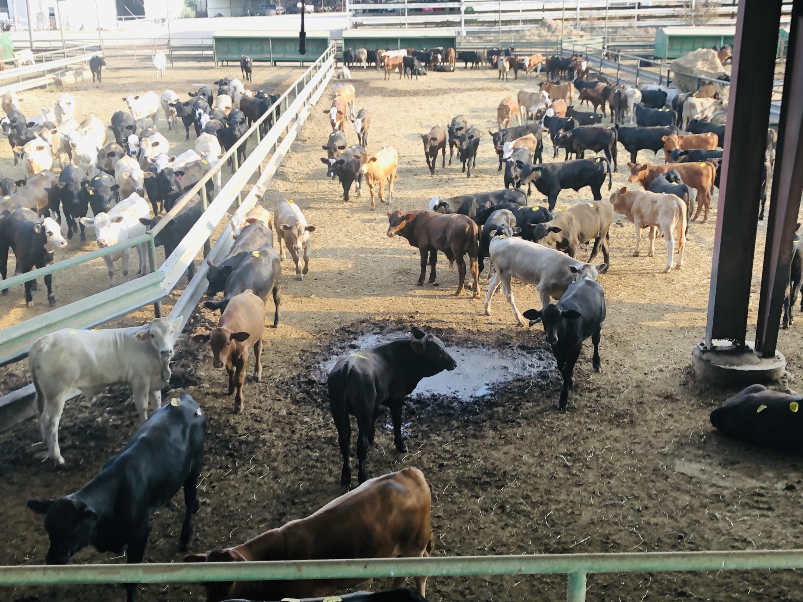 1 load #1 1/2 Steers/Bulls