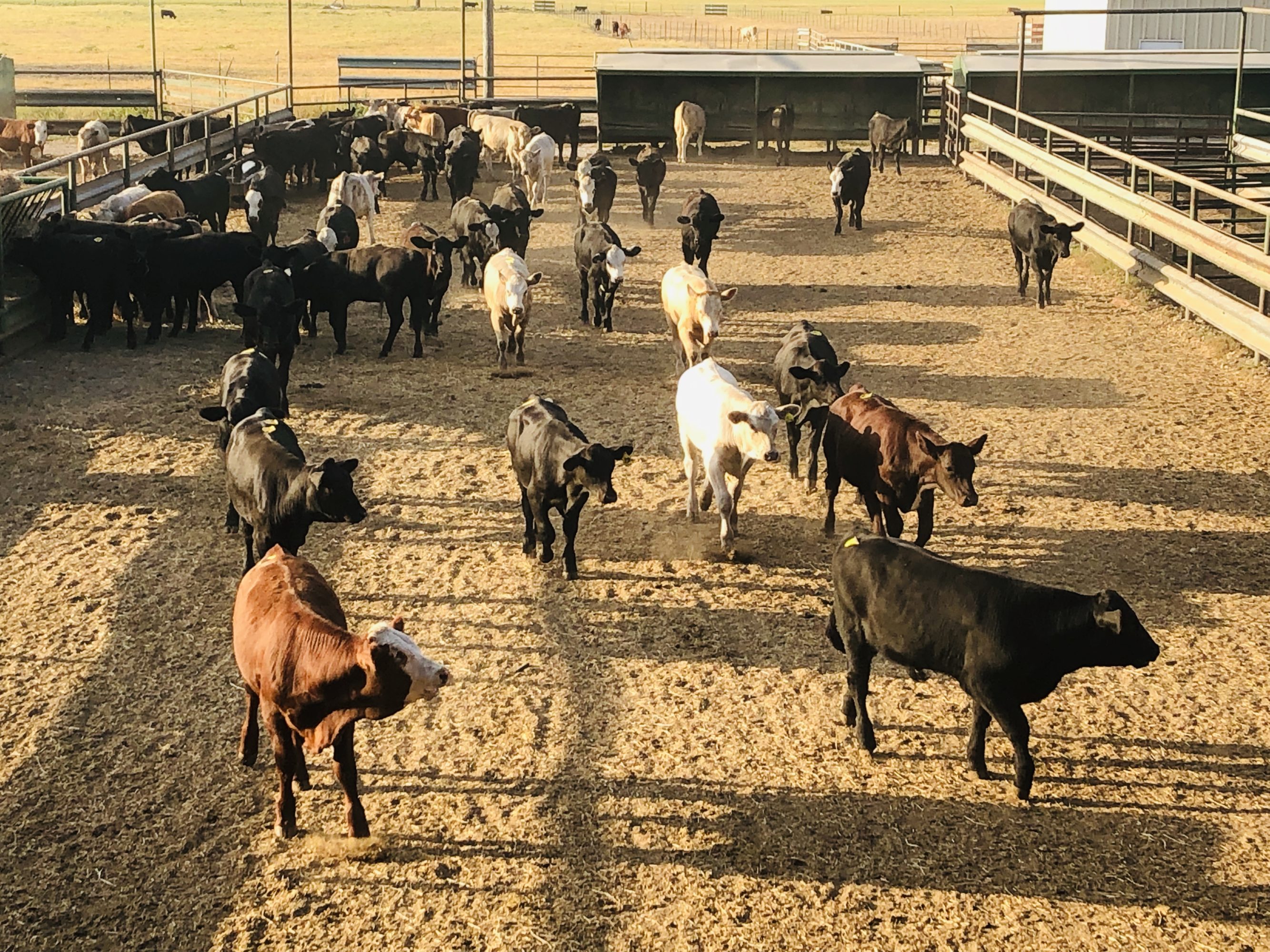 1 load #1 Steers/Bulls