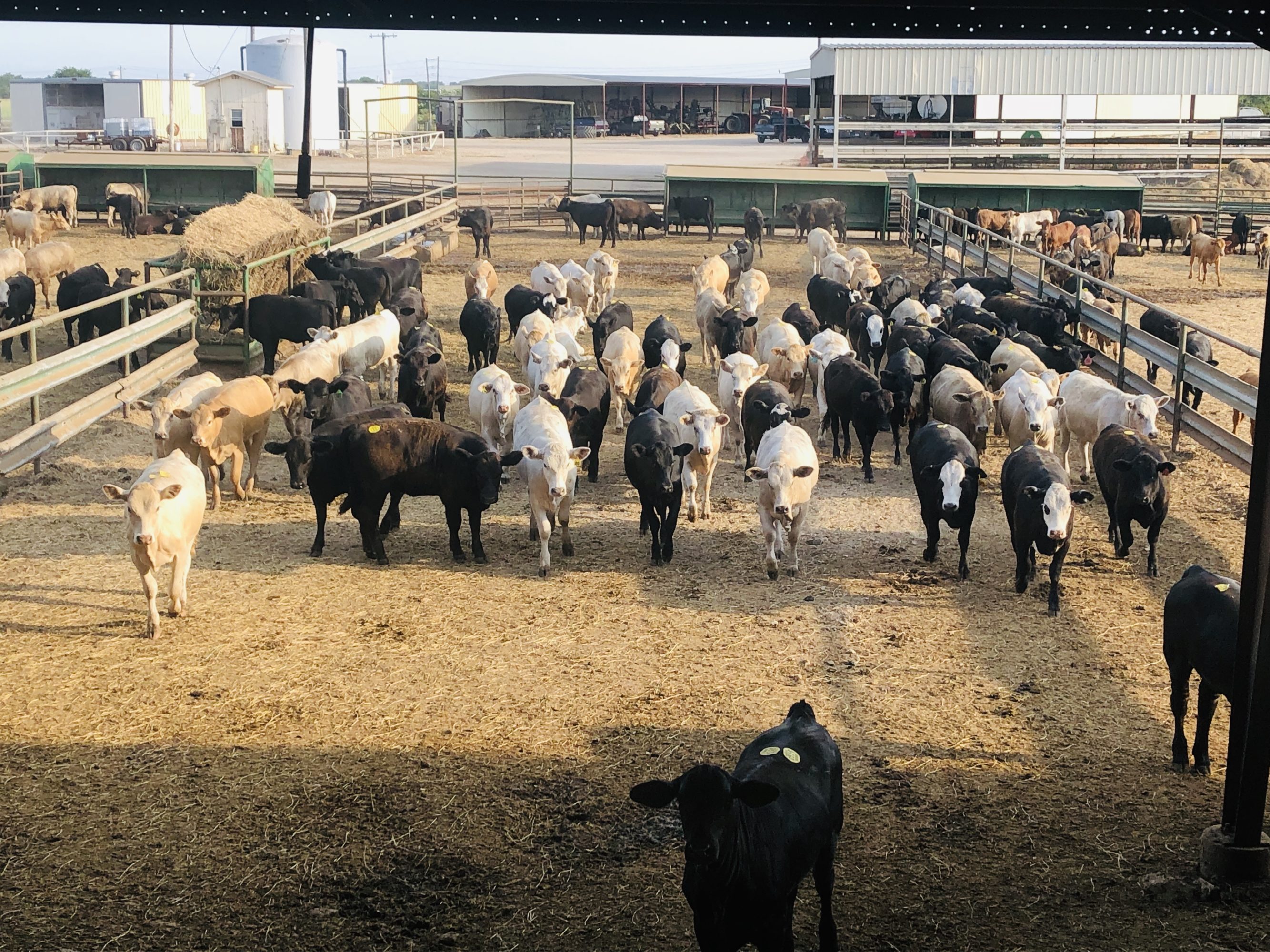 1 load #1 Black/CharX Heifers