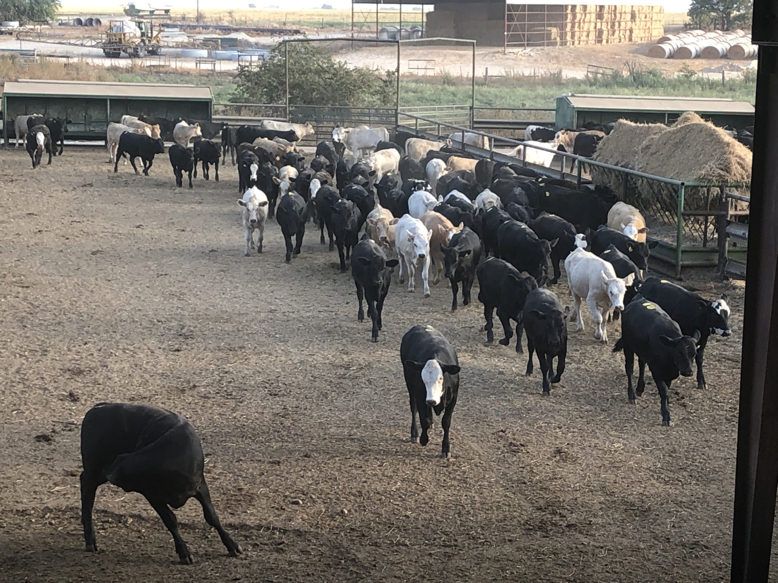 1 load #1 Black/CharX Heifers