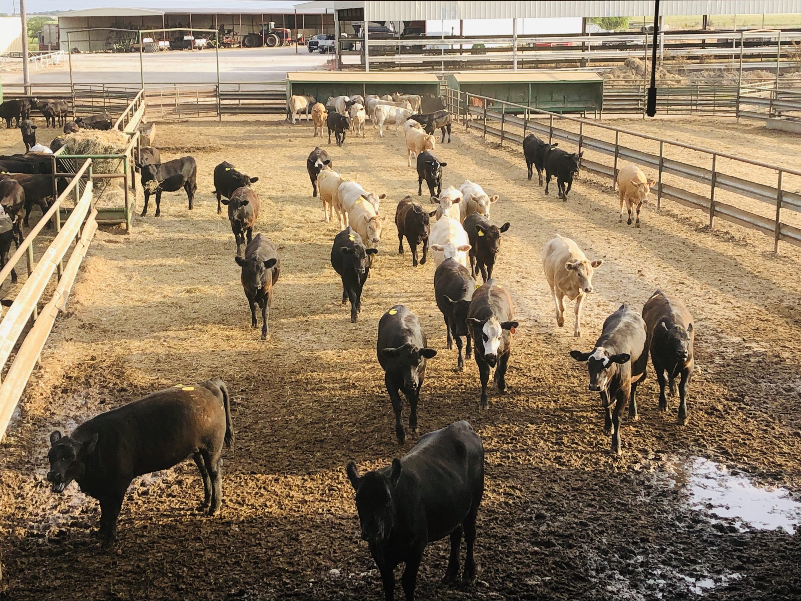 1 load #1 Heifers