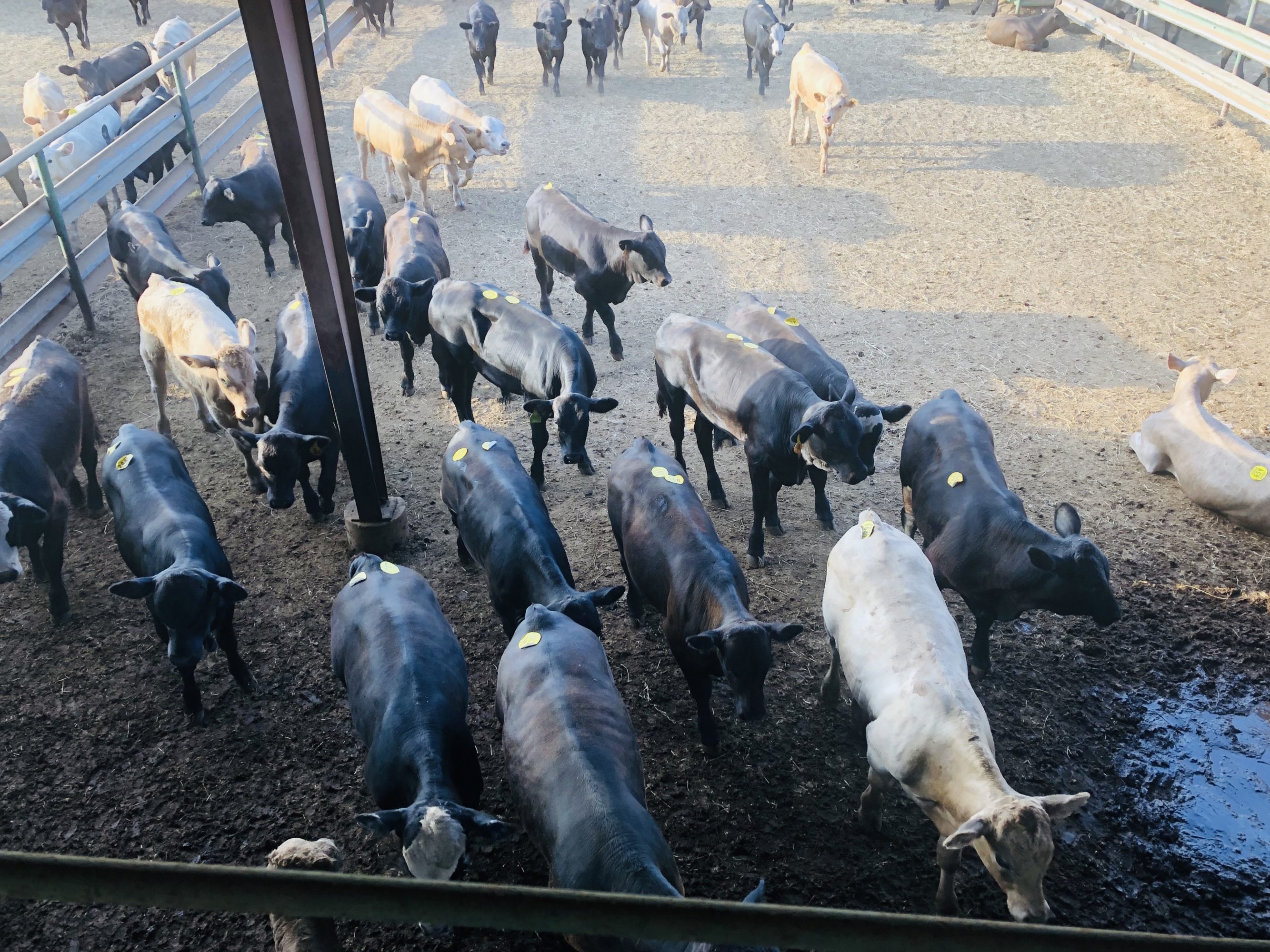 1 load #1 Steers/Bulls