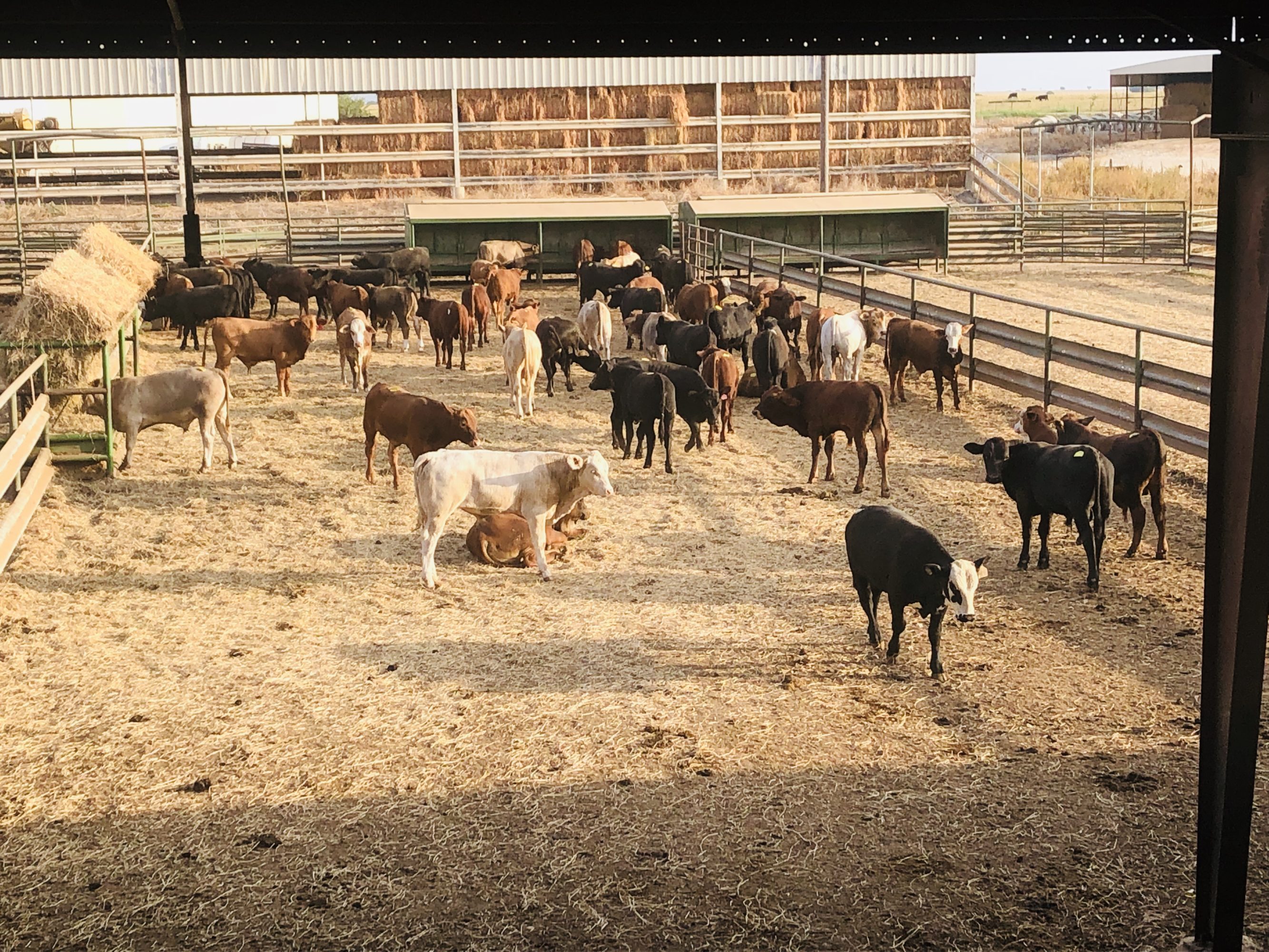 1 load #1 1/2 Steers/Bulls