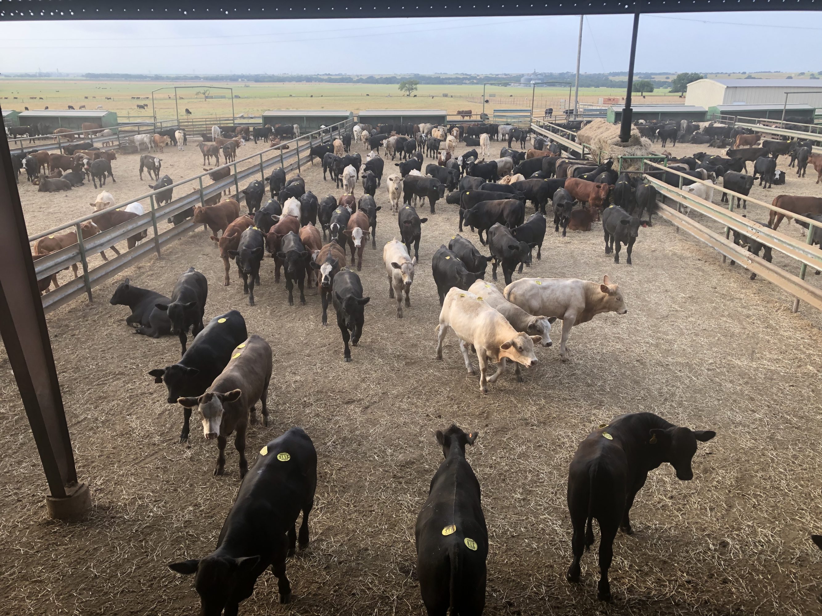 2 loads #1 Steers/Bulls