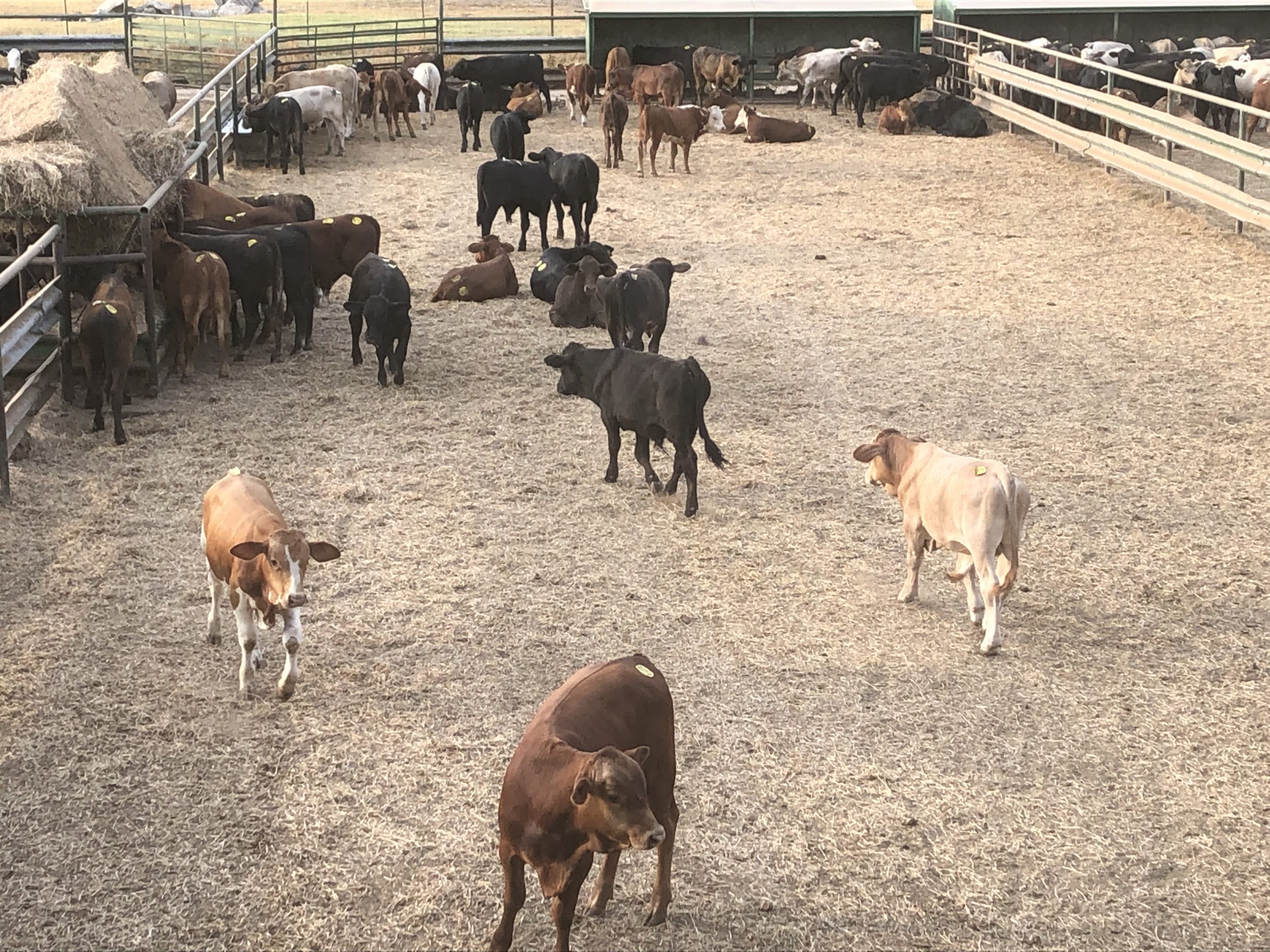 1 load #1 1/2 Steers/Bulls