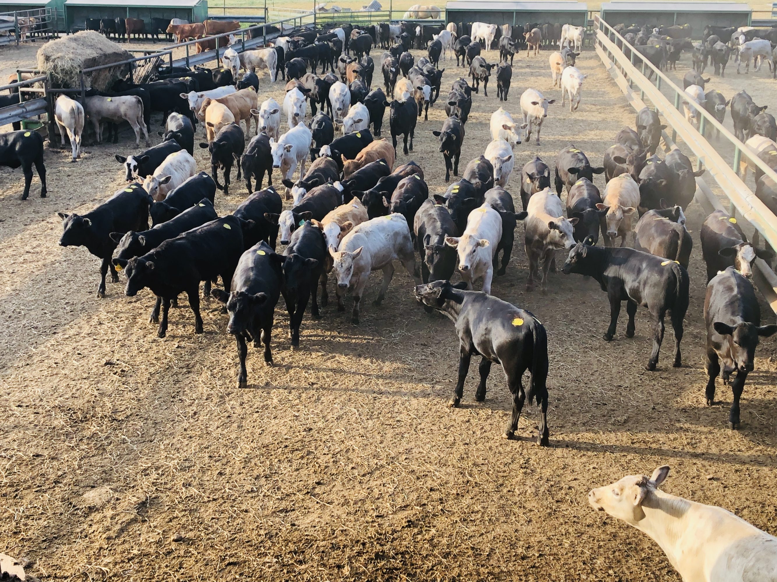 1 load #1 Black/CharX Heifers