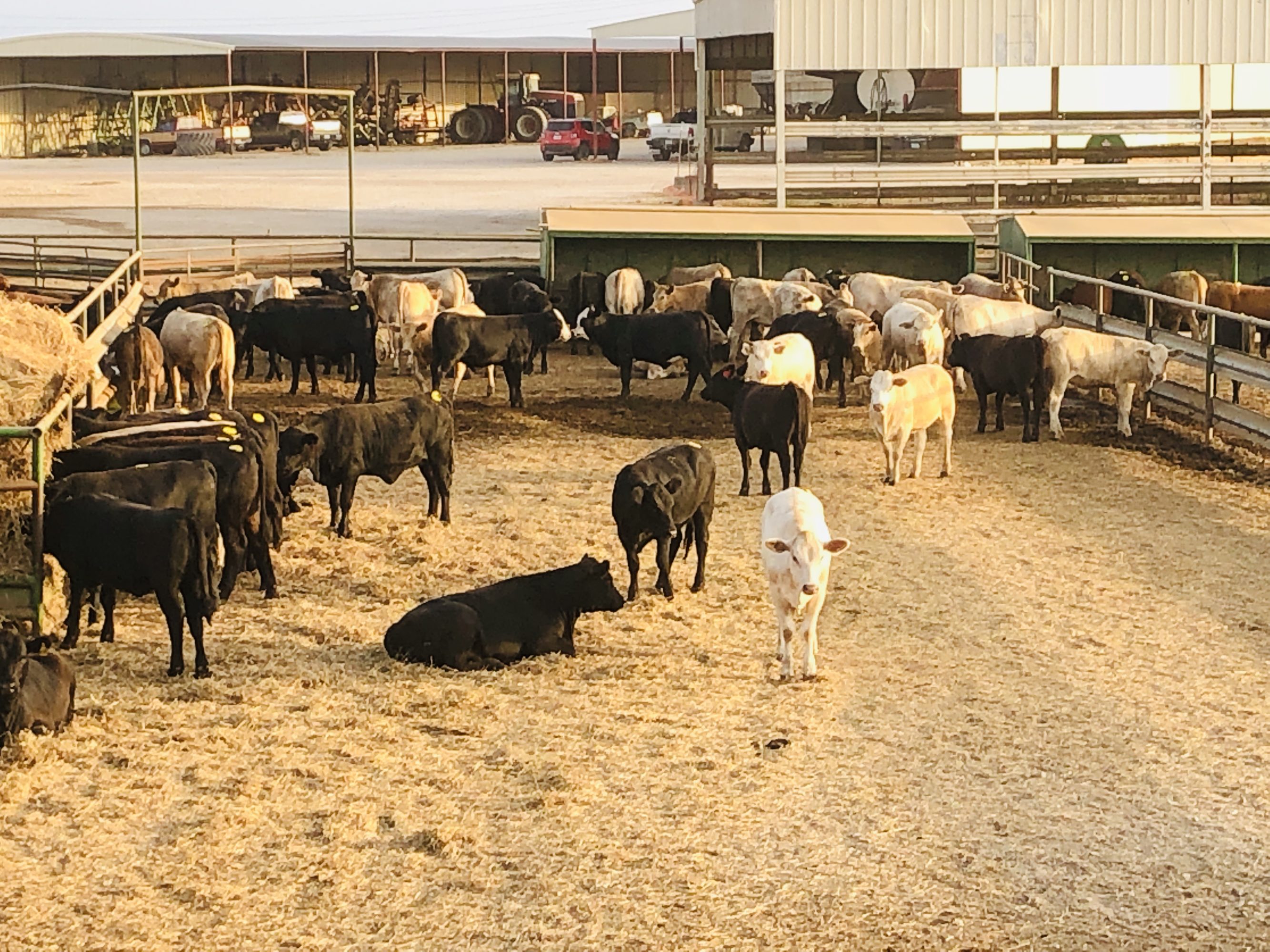 1 load #1 Heifers