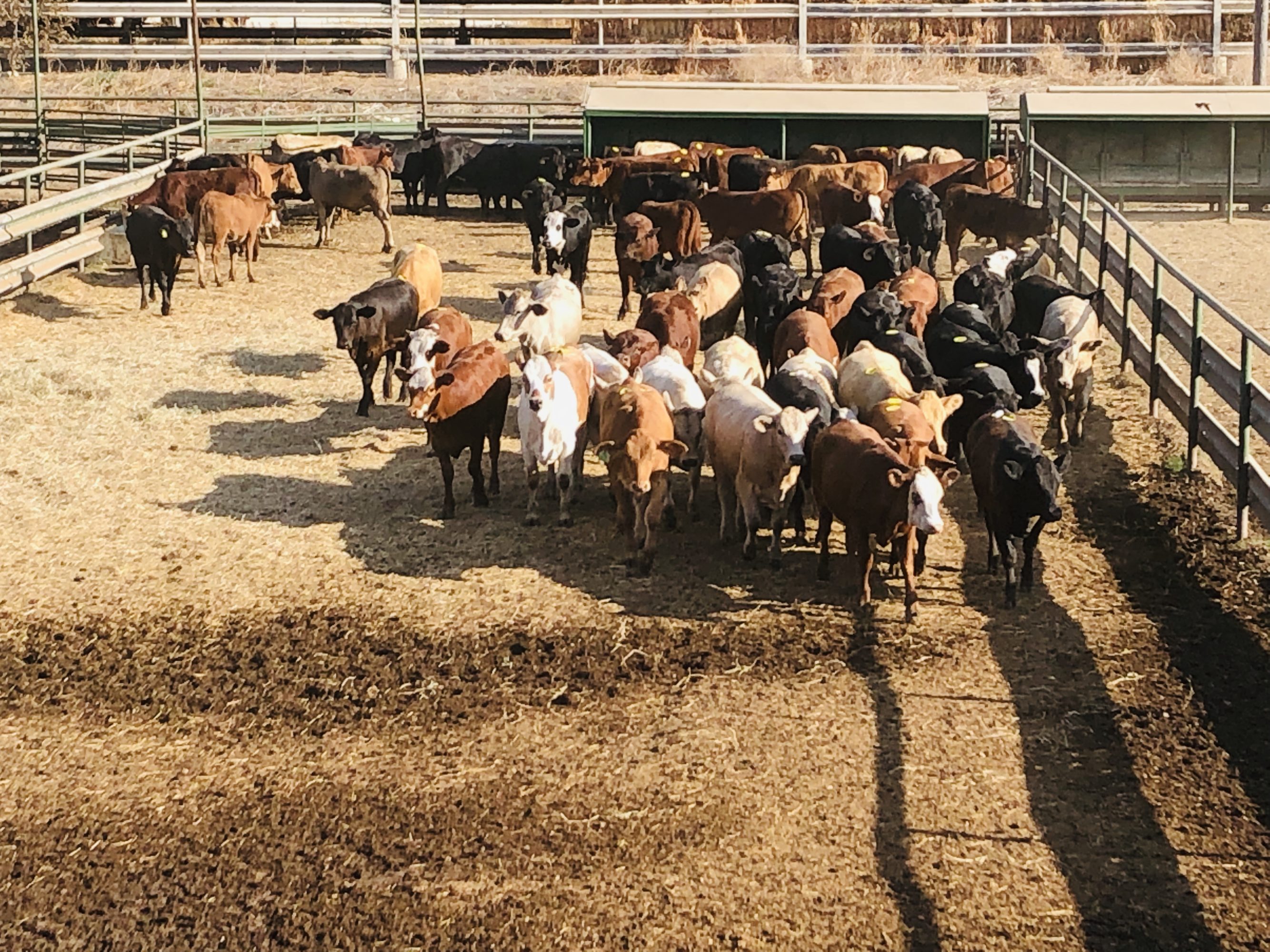 1 load #1 & #1 1/2 Heifers