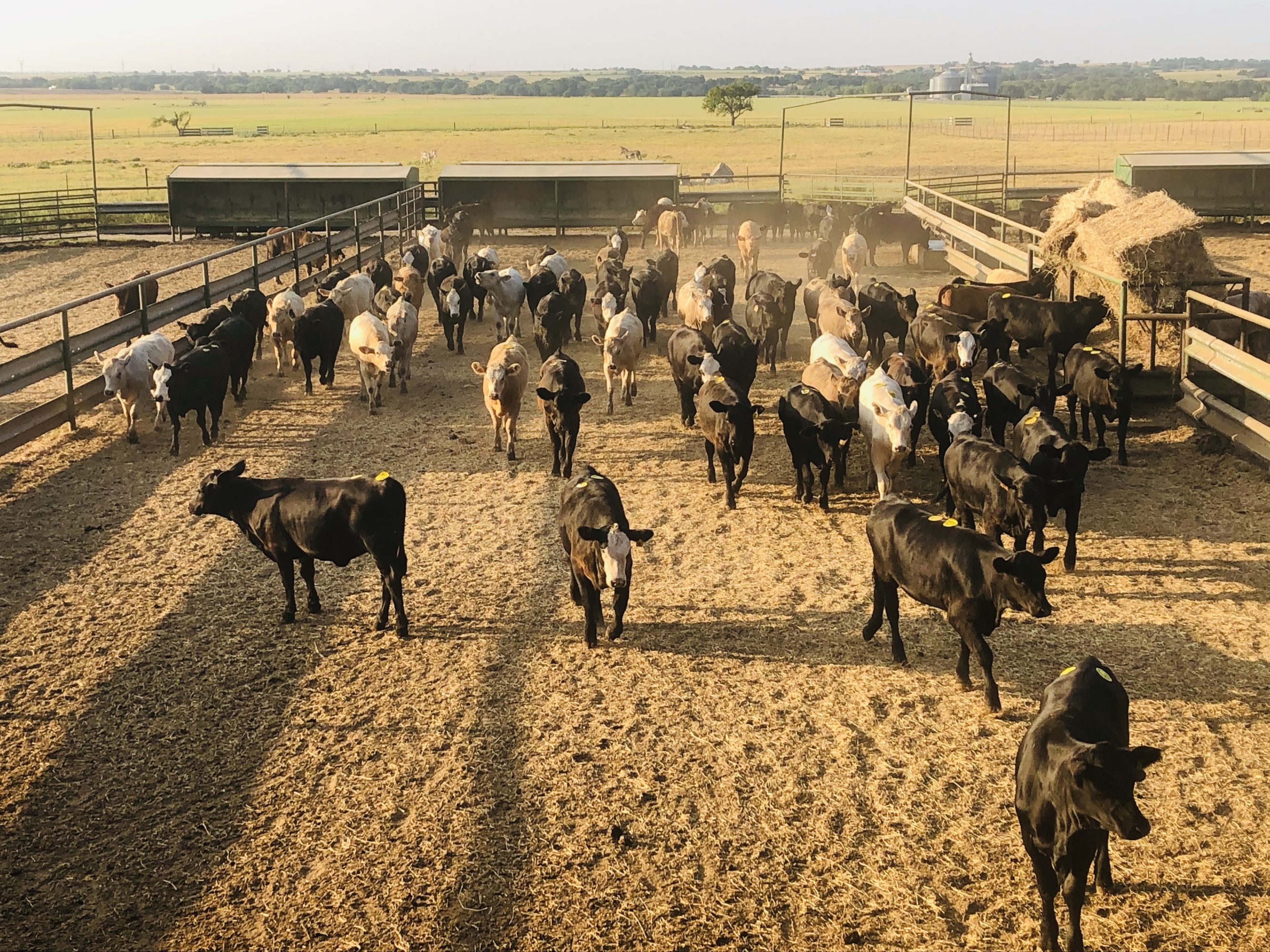 1 load #1 Black/CharX Heifers