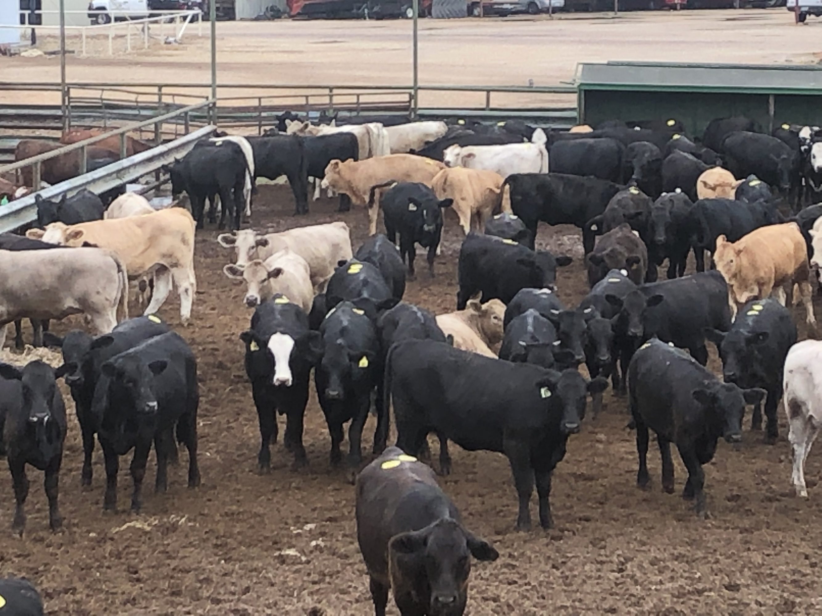 1 load #1 Black/CharX Heifers | Capitol Land & Livestock