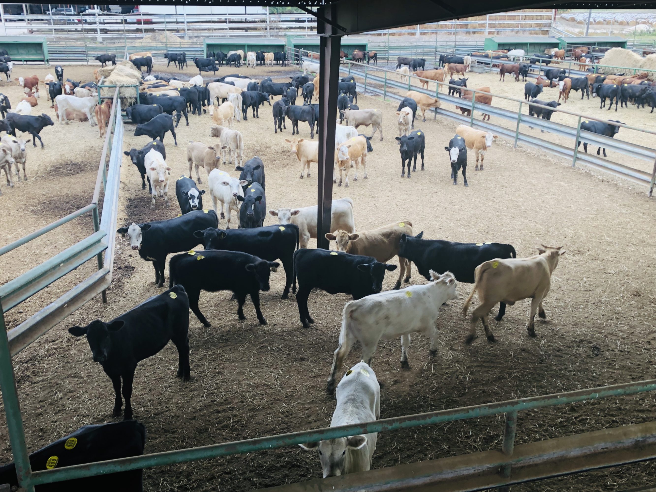 1 load #1 Black/CharX Heifers
