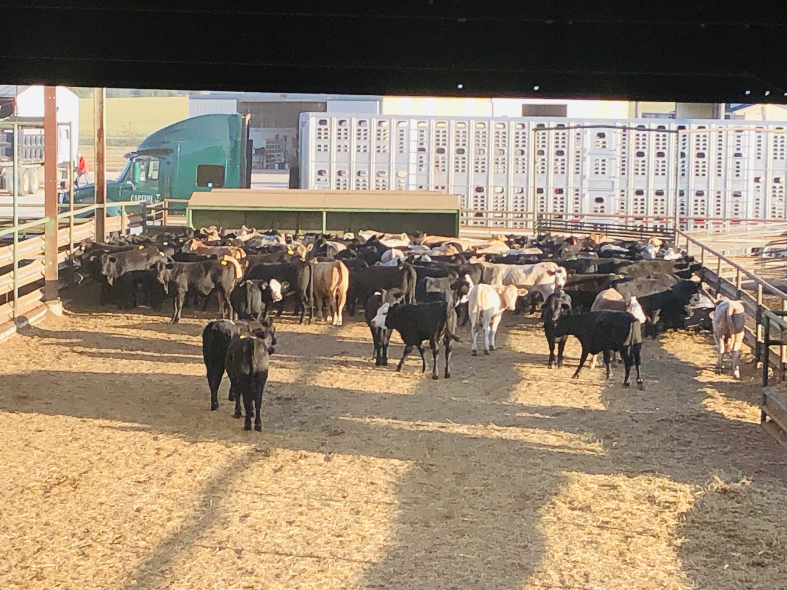 2 load #1 Heifers