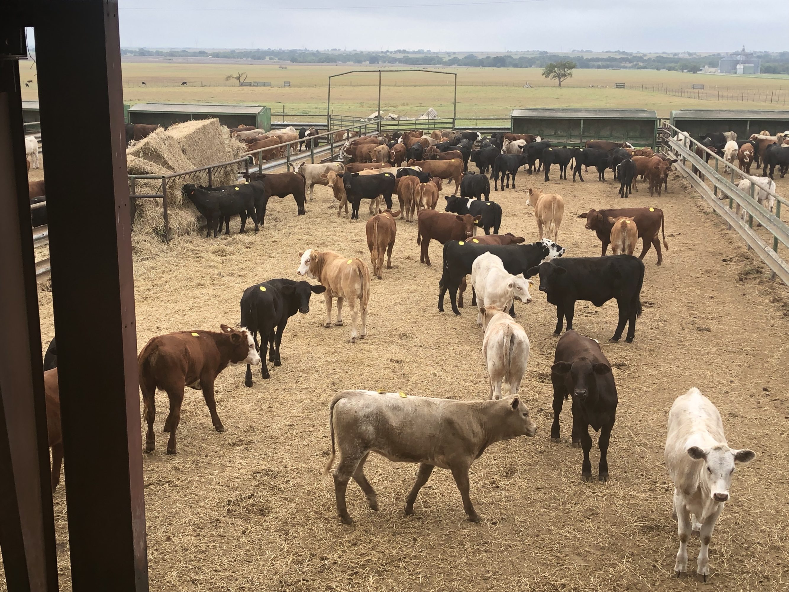 1 load #1 Xbred Heifers