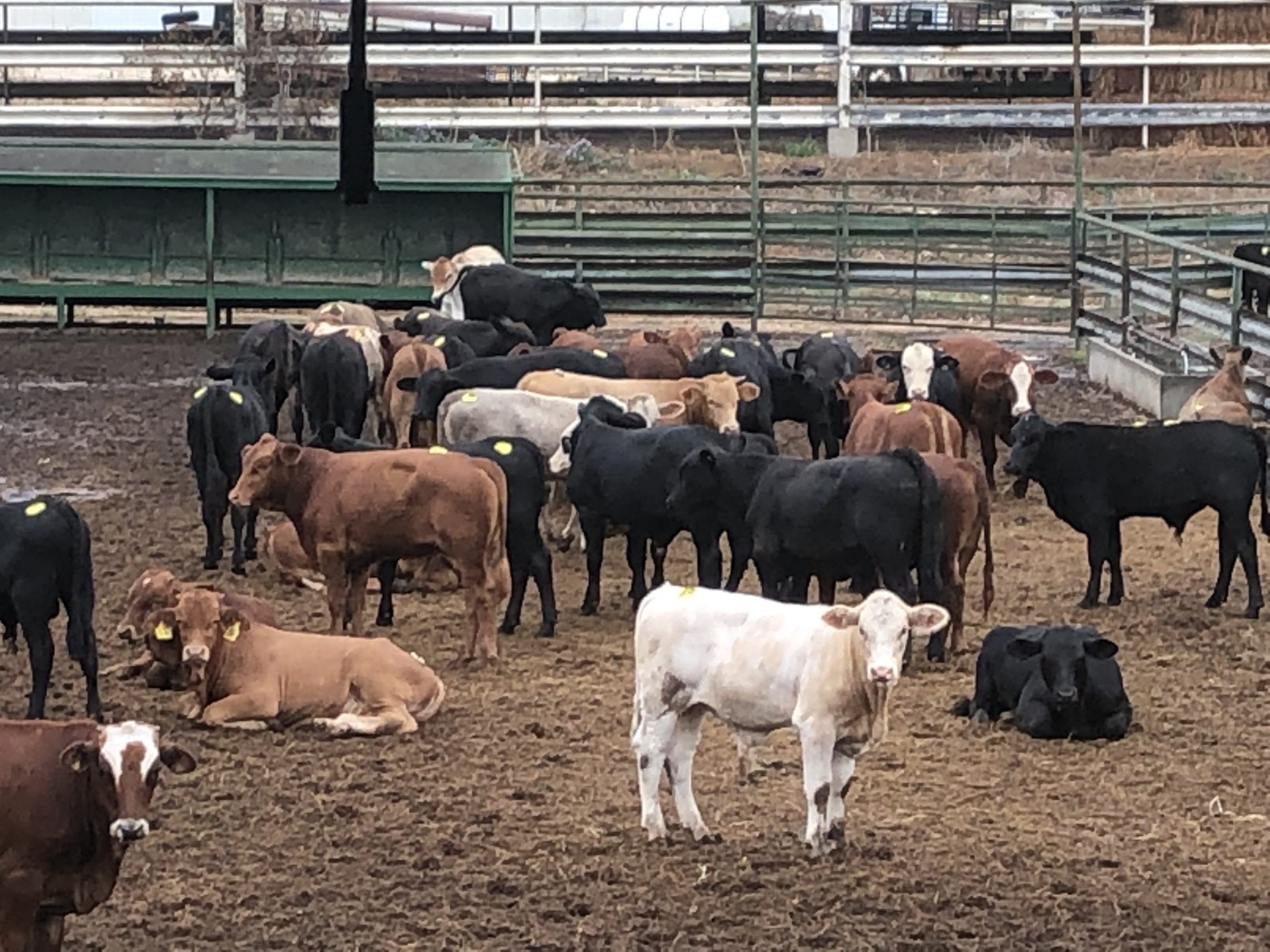 1 load #1 1/2 Steers/Bulls