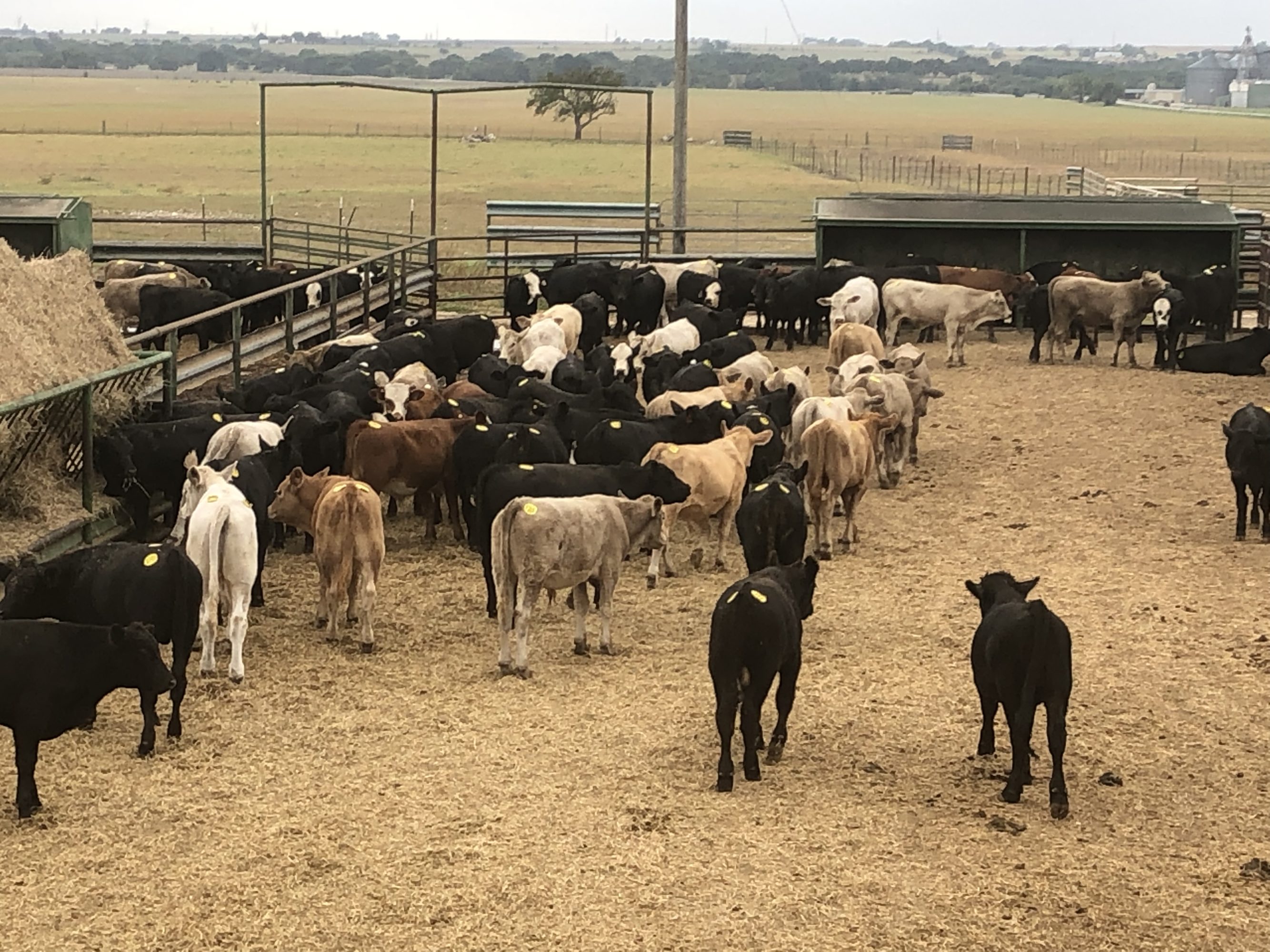 2 loads #1 Steers/Bulls