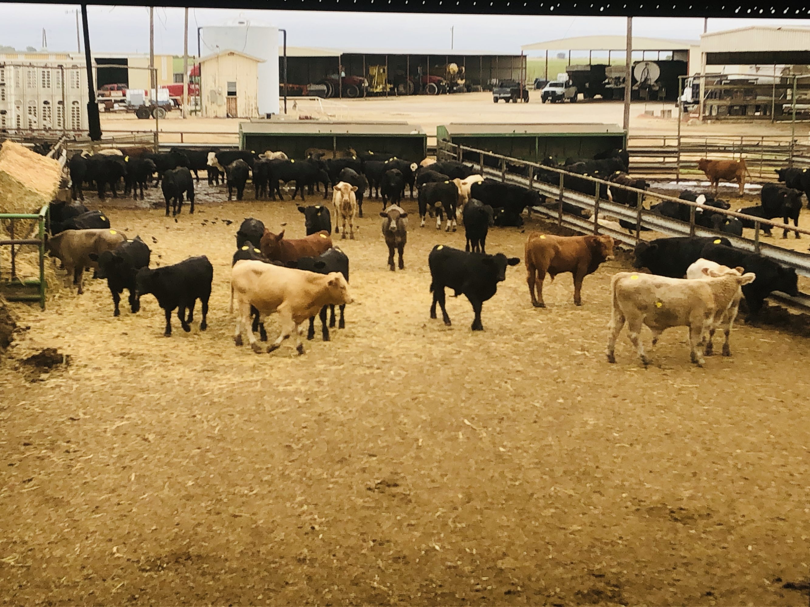 2 loads #1 Steers/Bulls