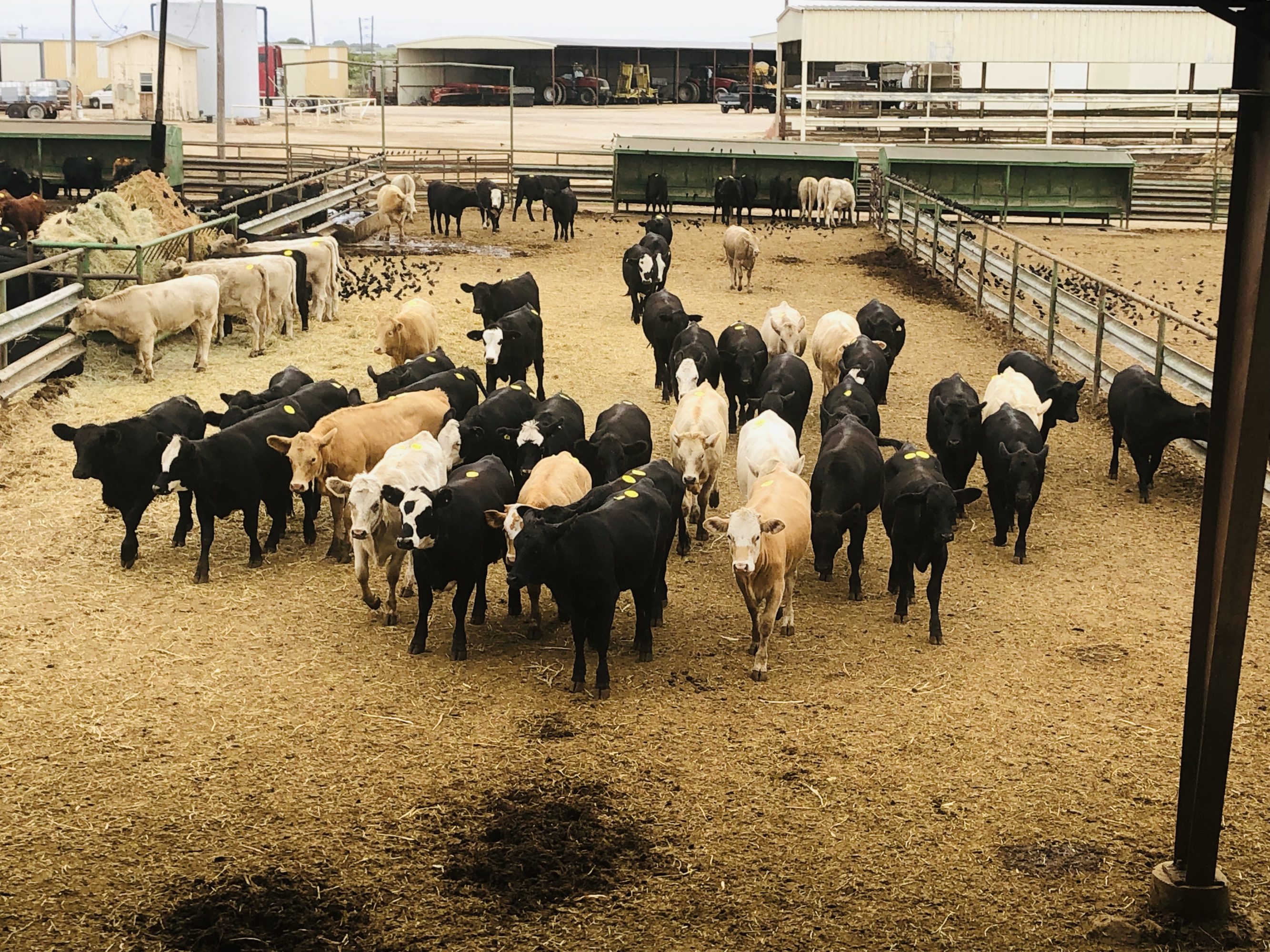 1 load #1 & #1 1/2 Heifers