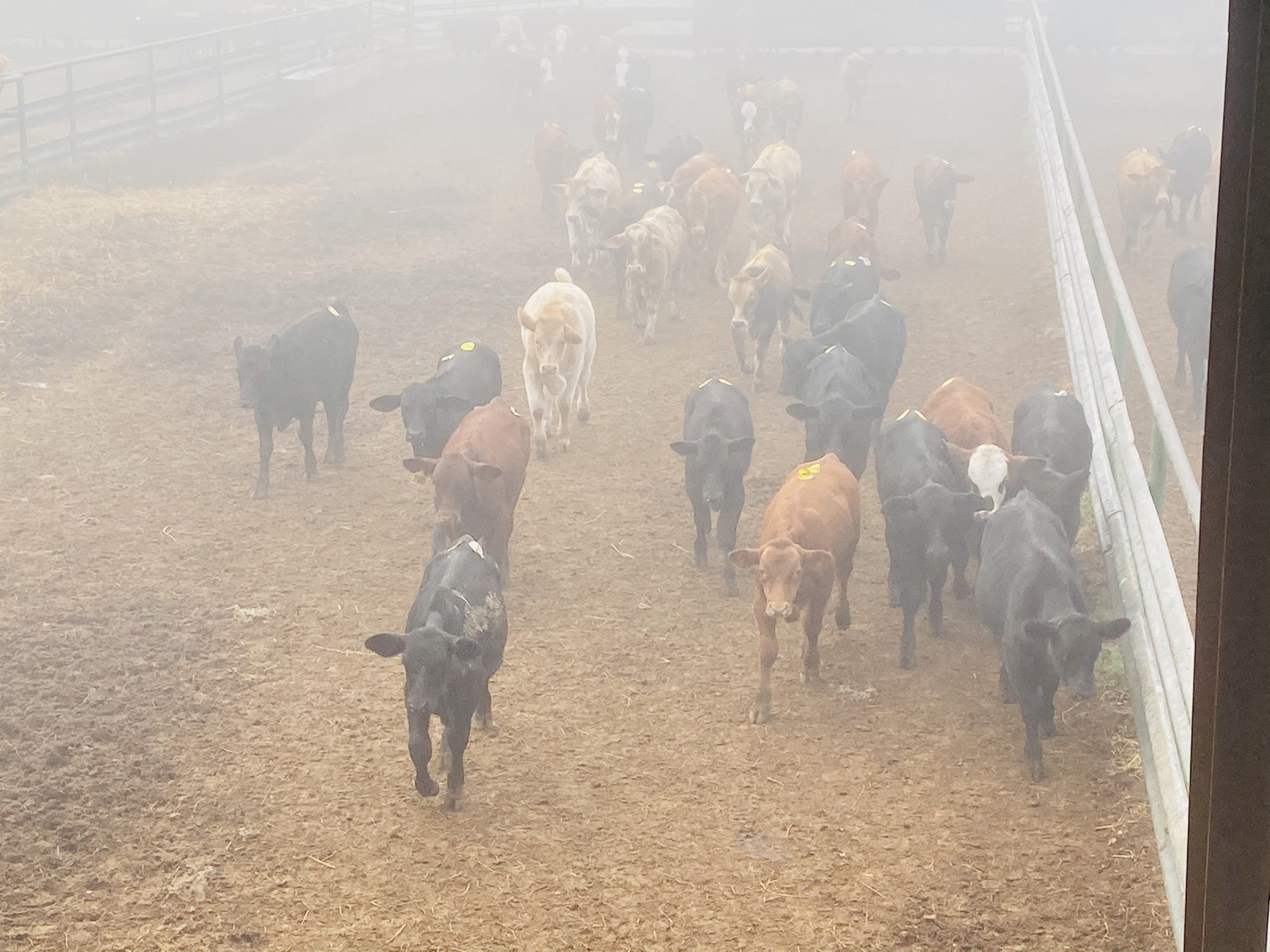 1 load #1 1/2 Steers/Bulls