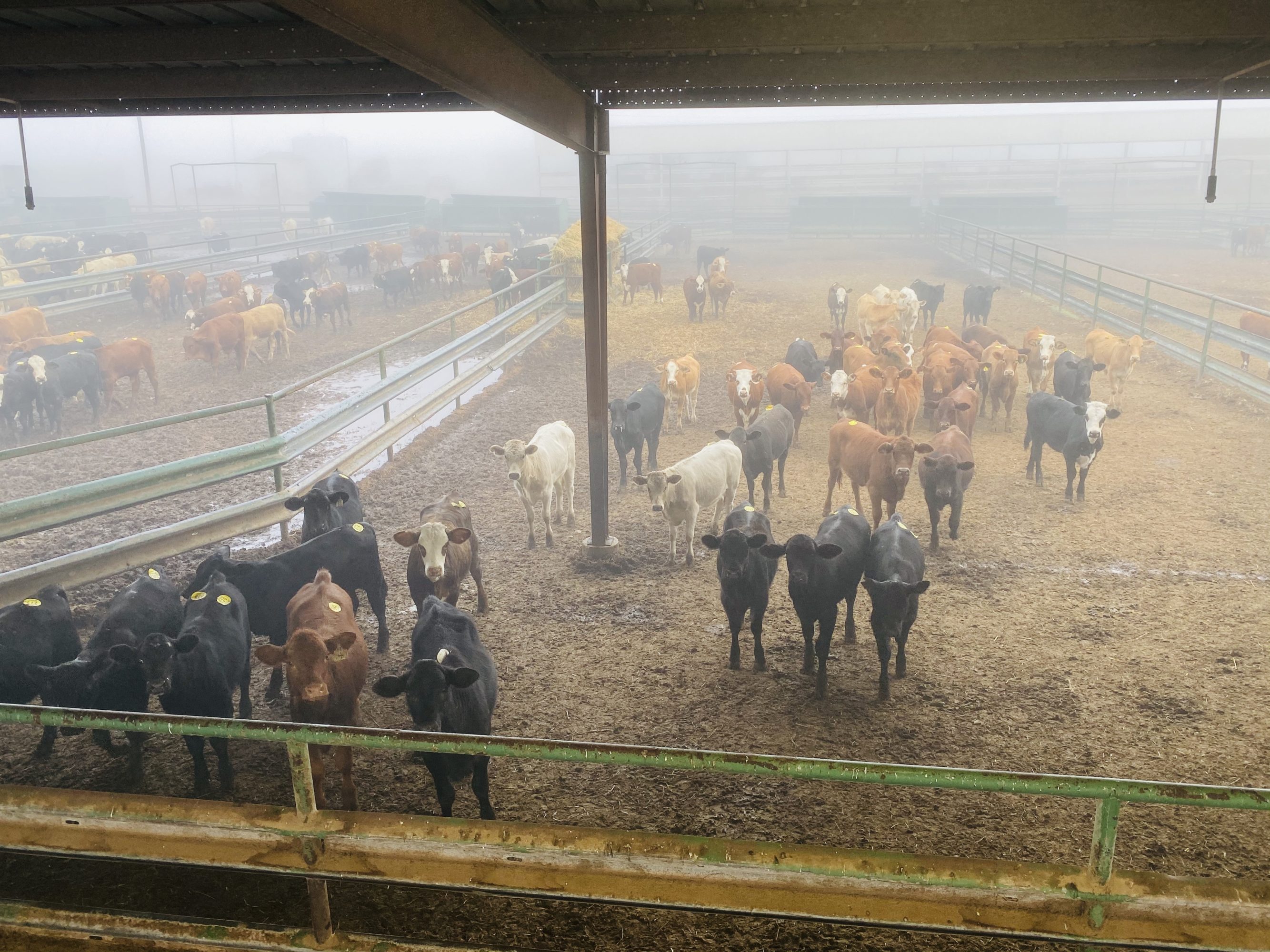 1 load #1 & #1 1/2 Heifers