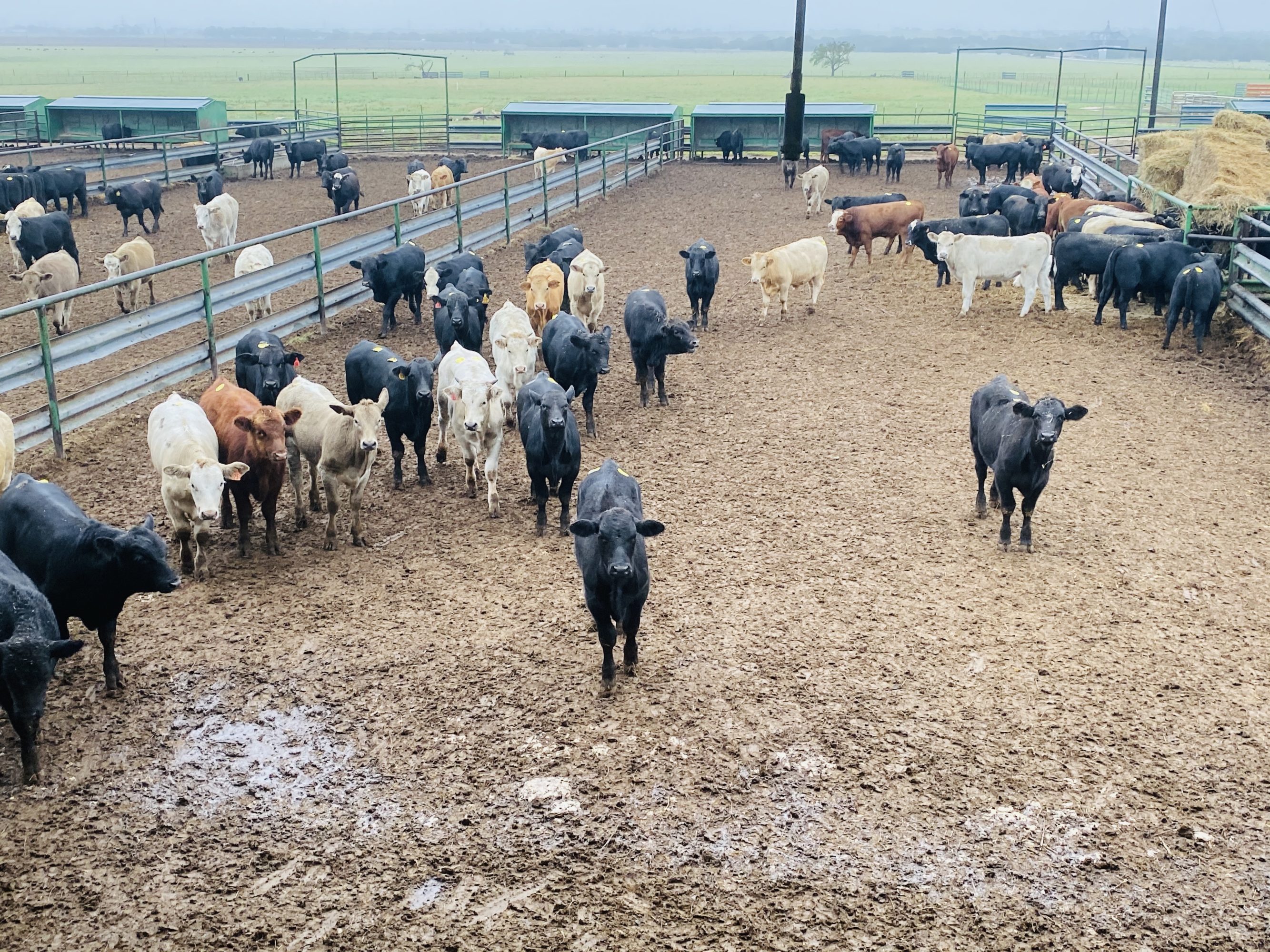 1 load #1 Steers/Bulls