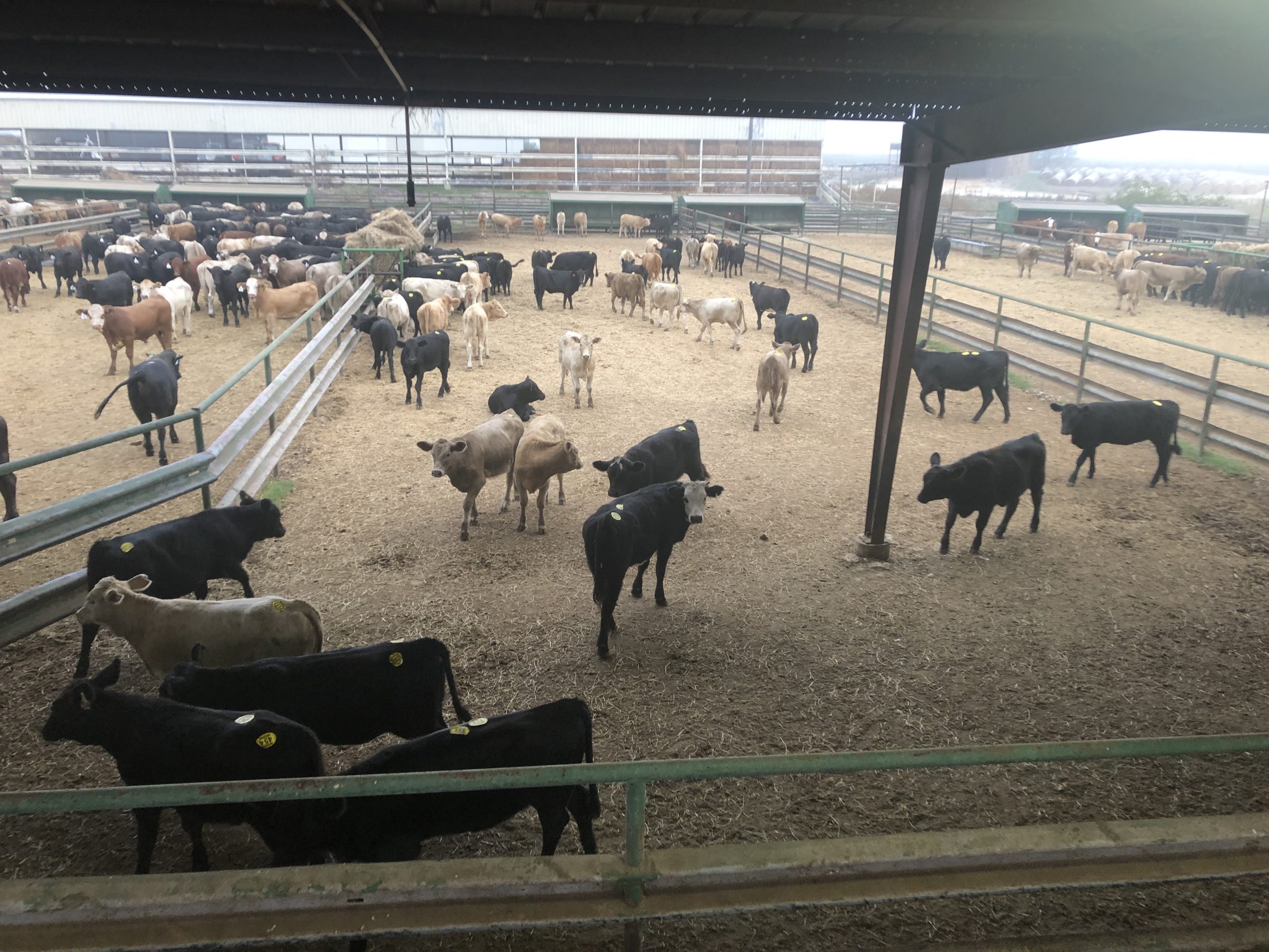 1 load #1 Heifers