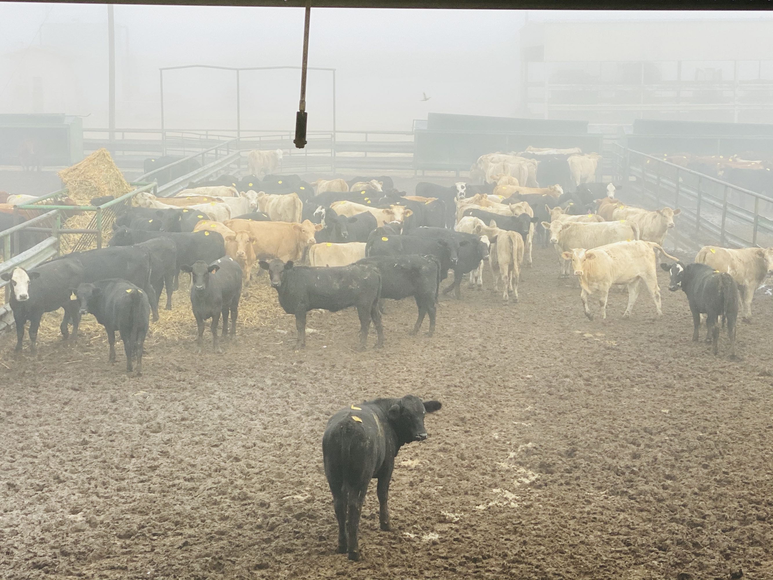 1 load #1 Black/CharX Heifers