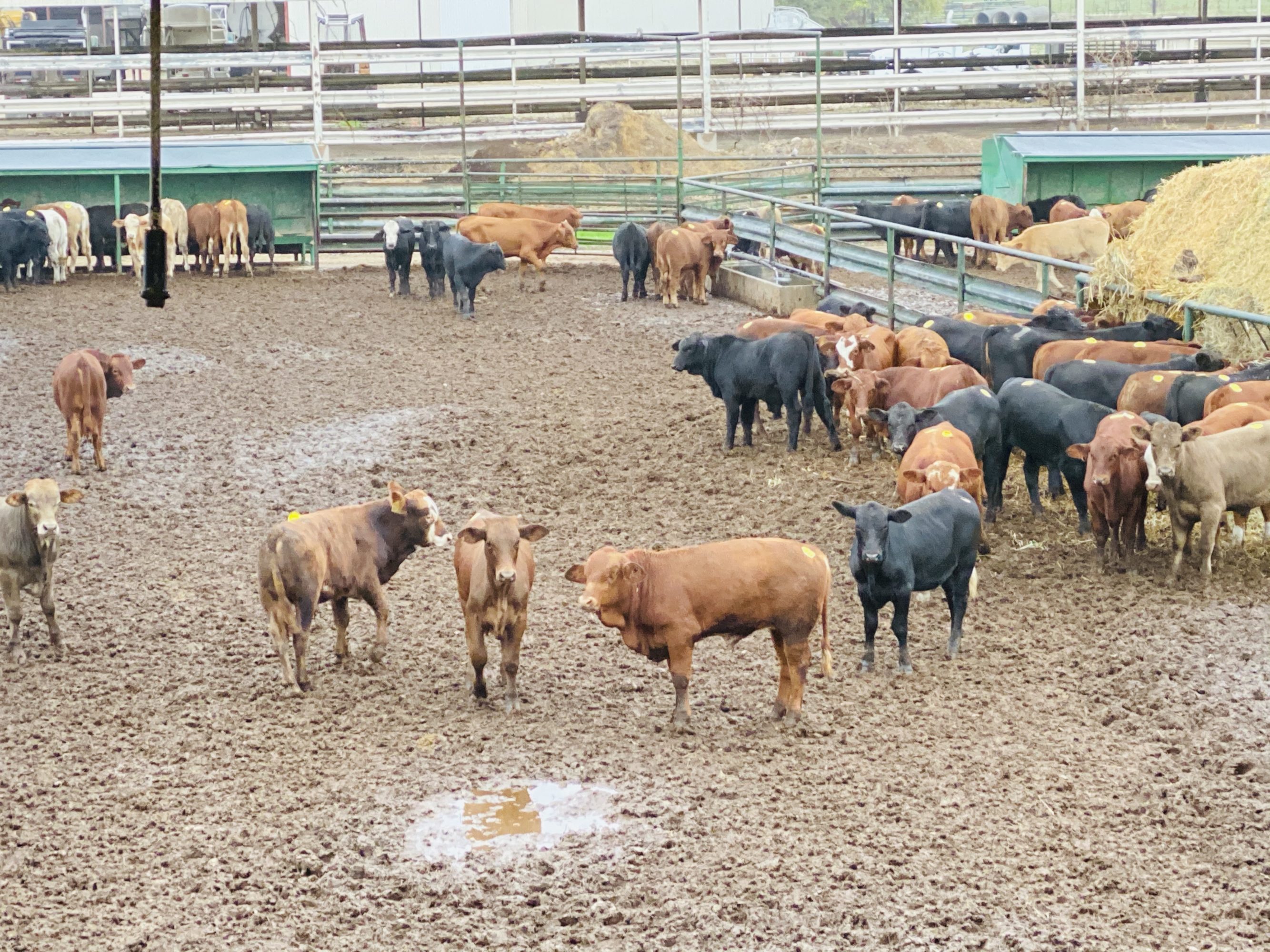 1 load #1 1/2 Steers/Bulls