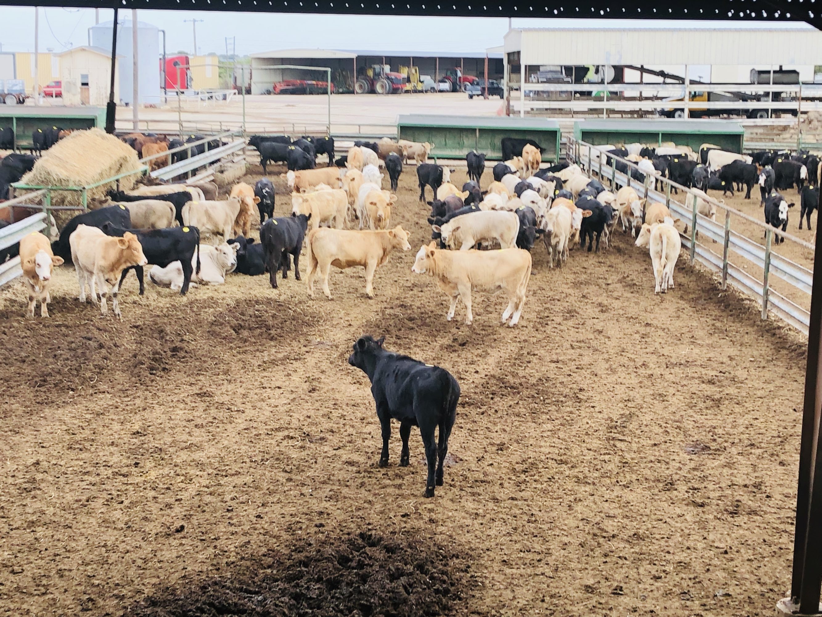 1 load #1 Back/CharX Heifers