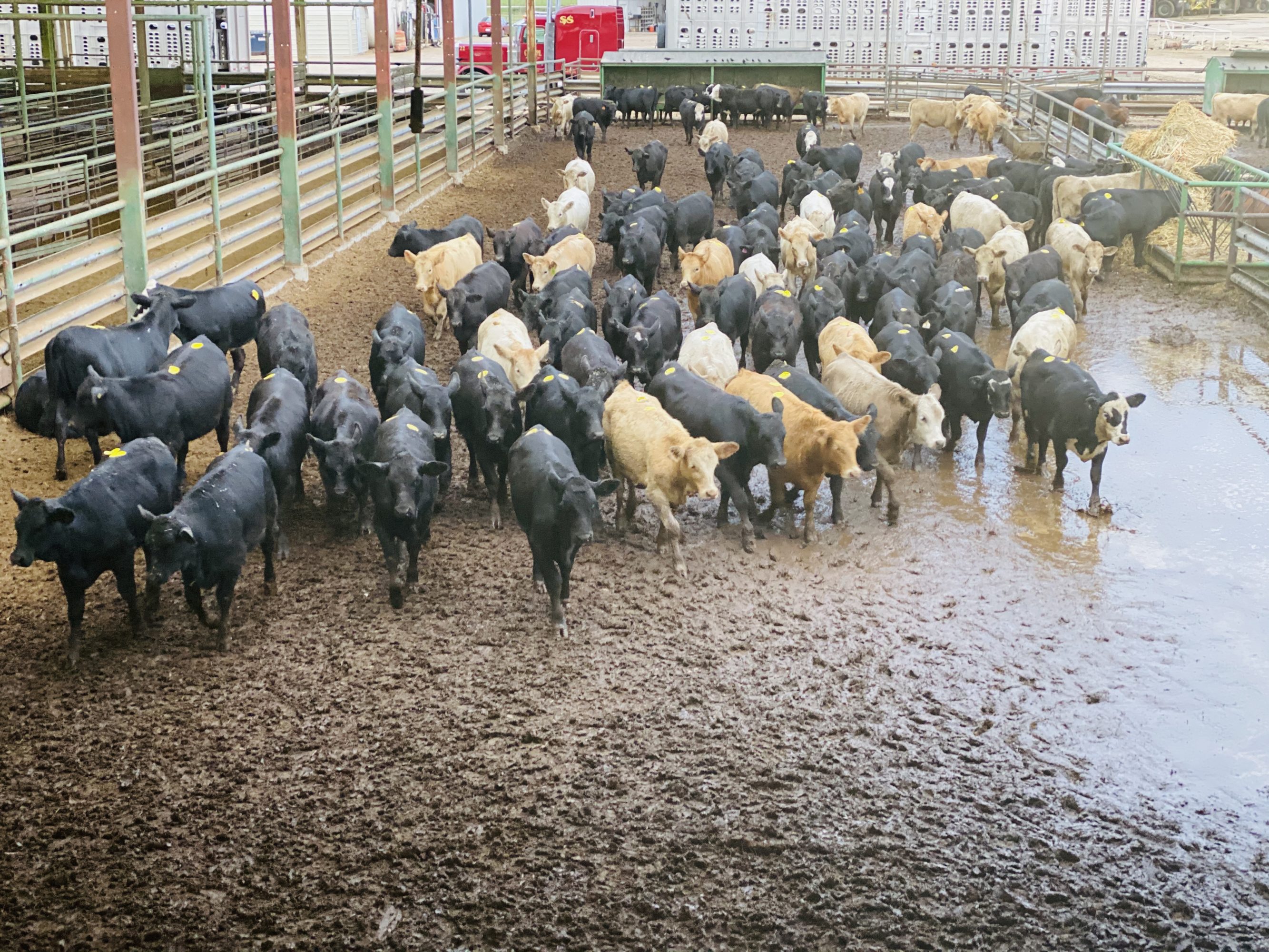 2 loads #1 Heifers