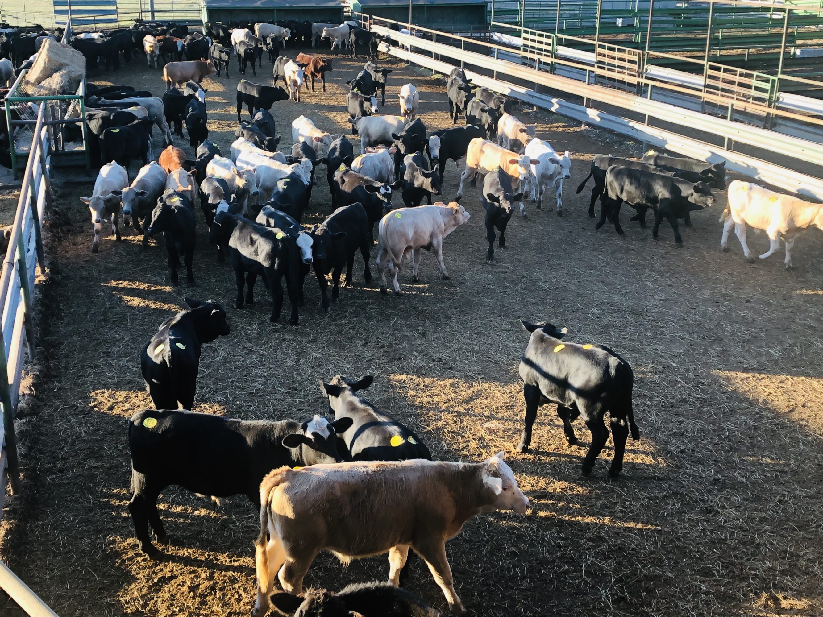 2 loads #1 Steers/Bulls