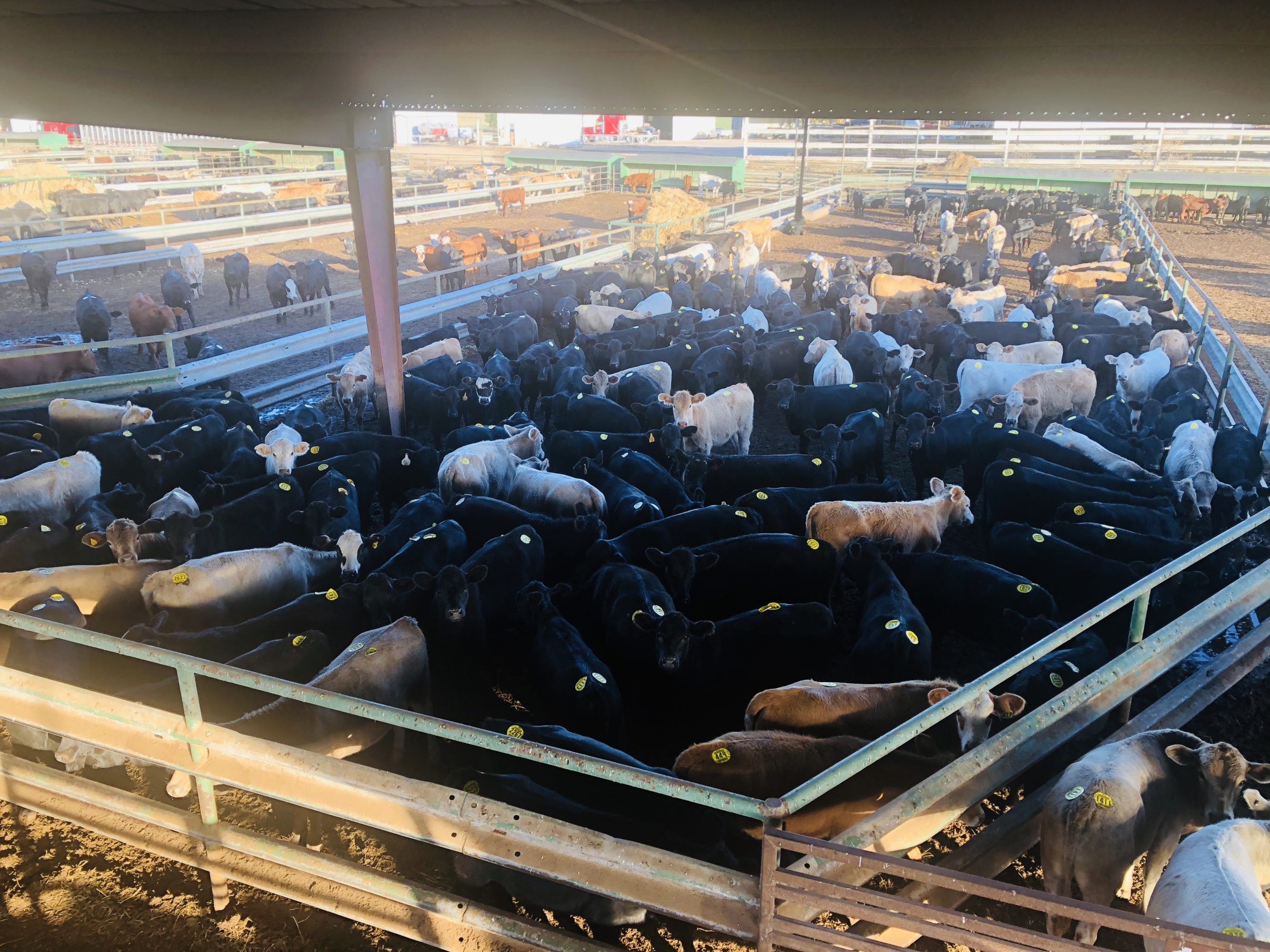 2 loads #1 Black/CharX Heifers